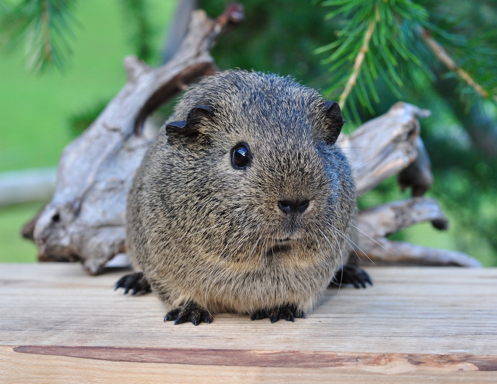 Animal, Guinea Pig, Rodent