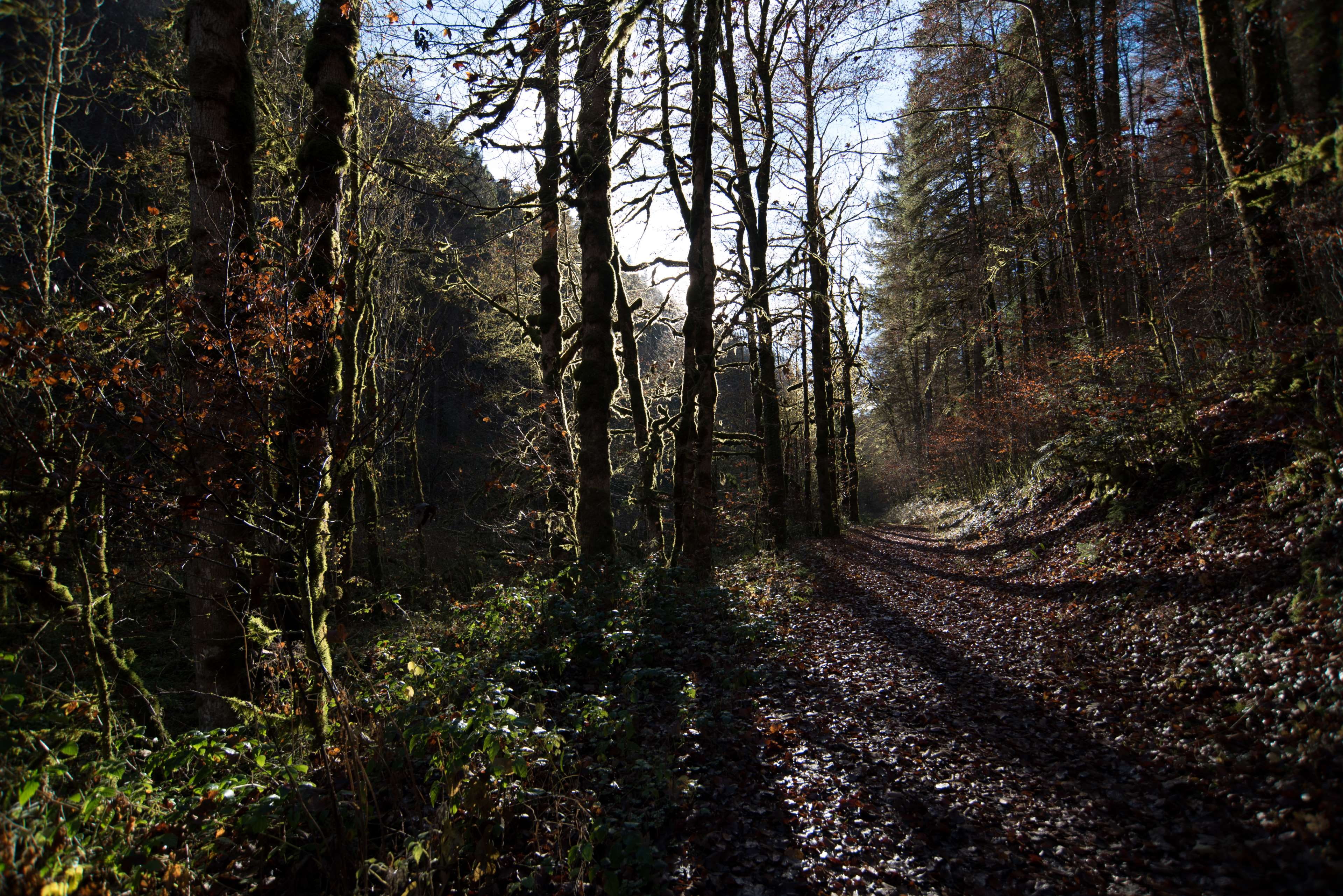 forest, shadow, tree, trees, plant, land, tranquility, growth