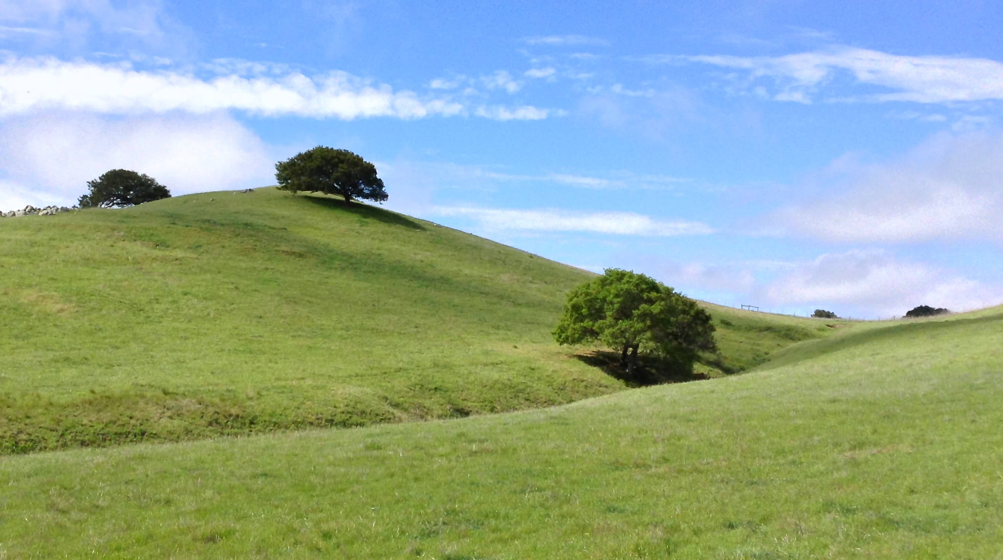 green grass field during daytime, coast live oak, live oak, quercus agrifolia, coast live oak, live oak, quercus agrifolia