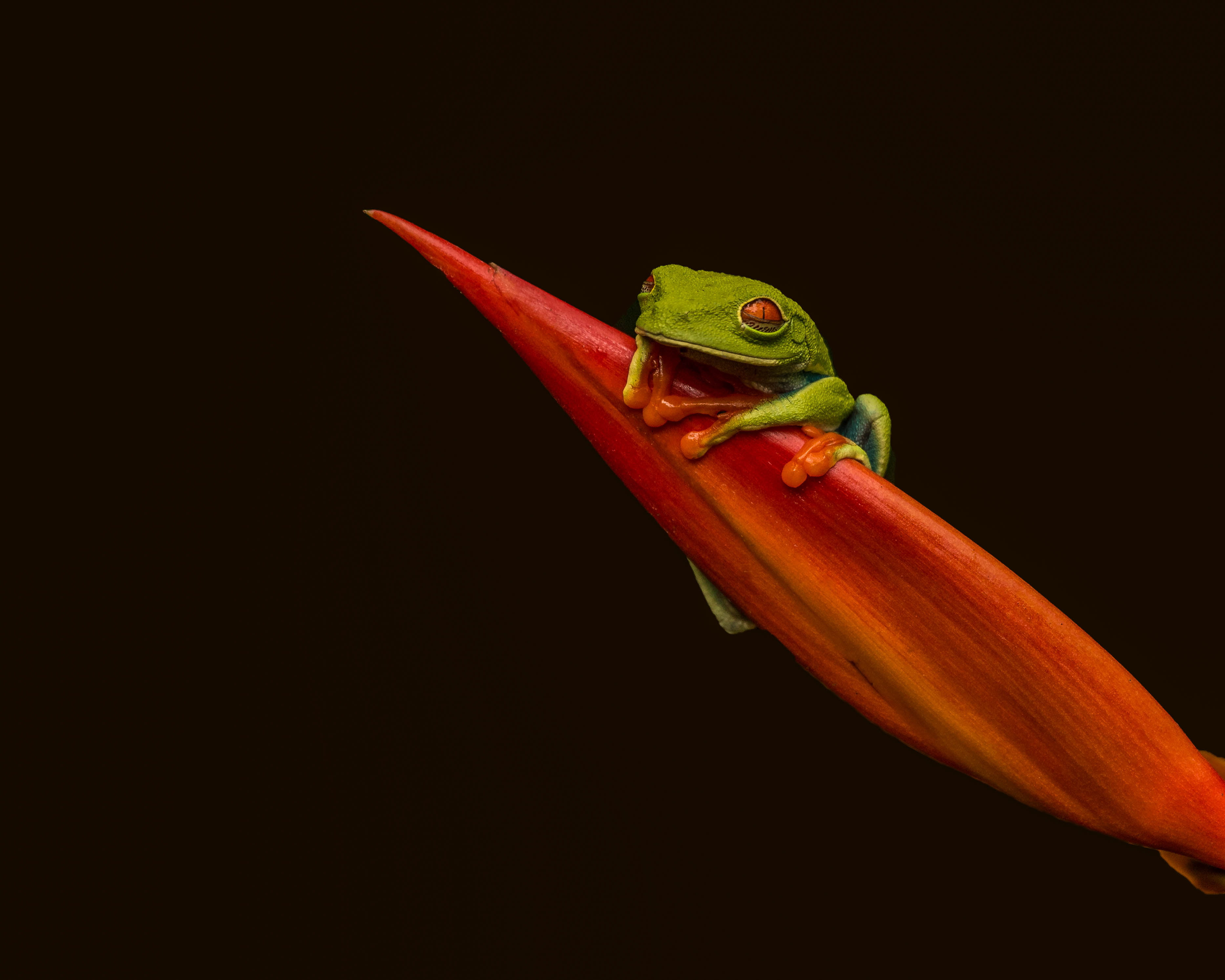 red-eyed green tree frog on red plant, red-eyed tree frog, red-eyed tree frog
