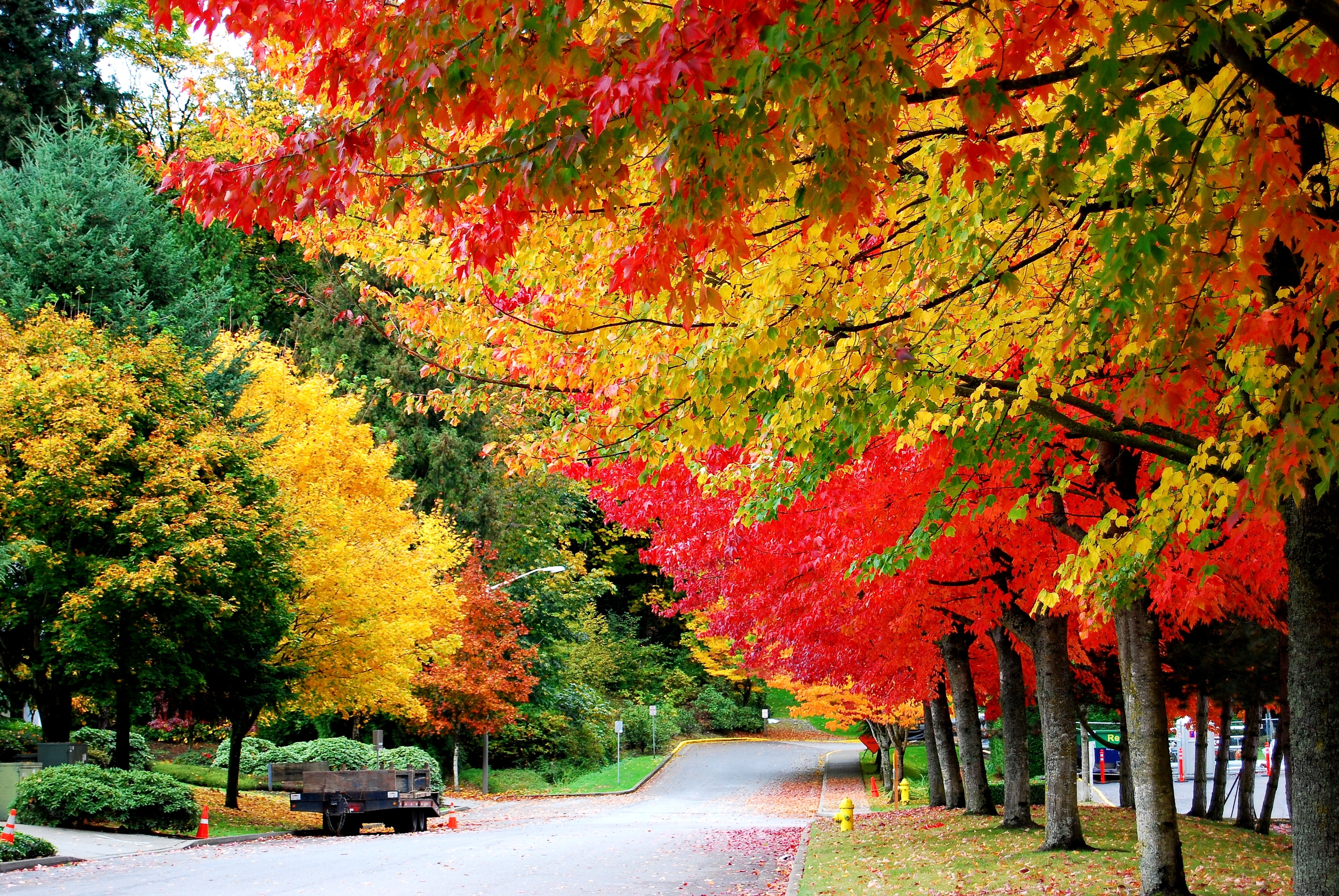 brown and red tree, road, autumn, trees, foliage, trailer, leaf