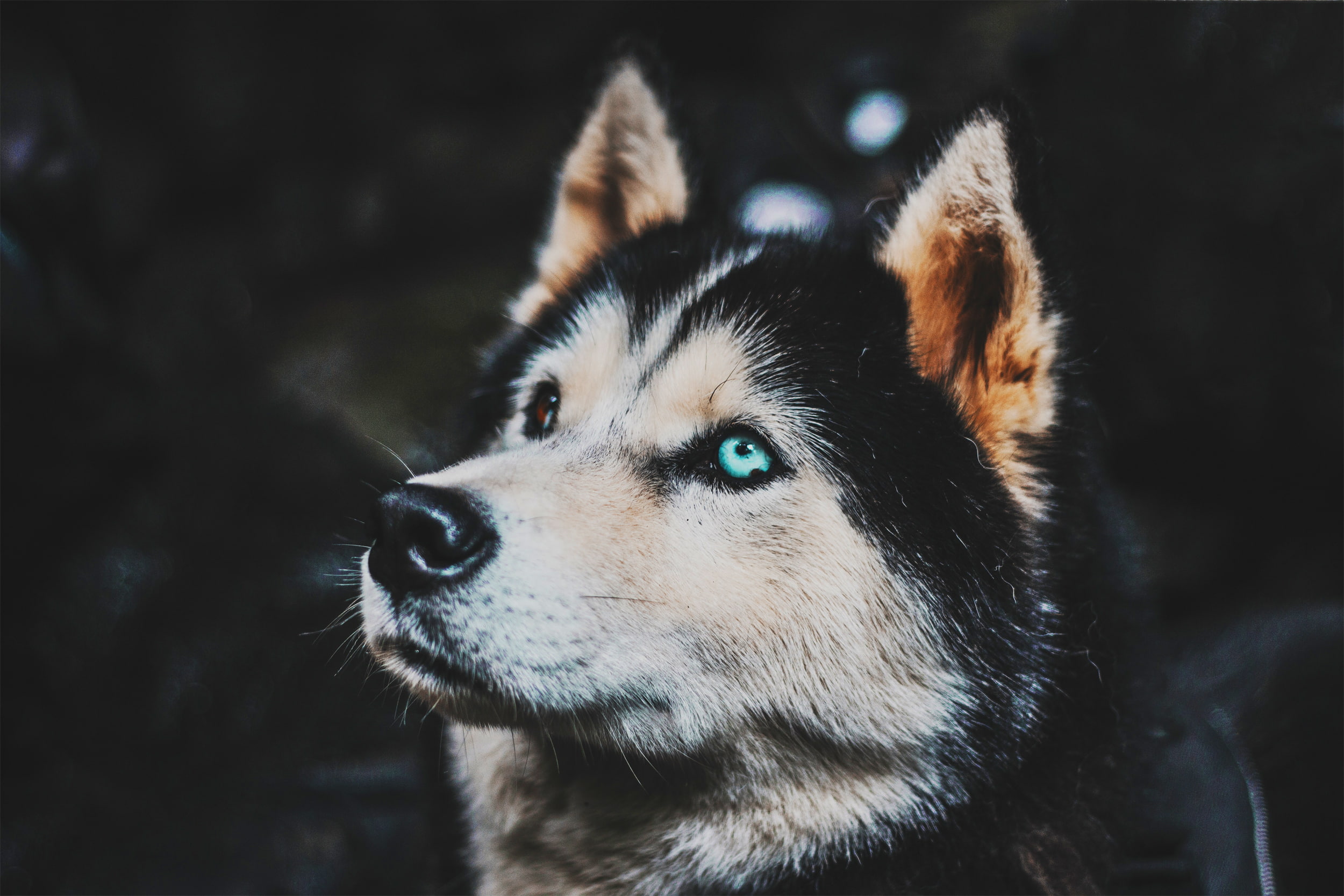 Dark Background, dog, Heterochromia, Siberian Husky