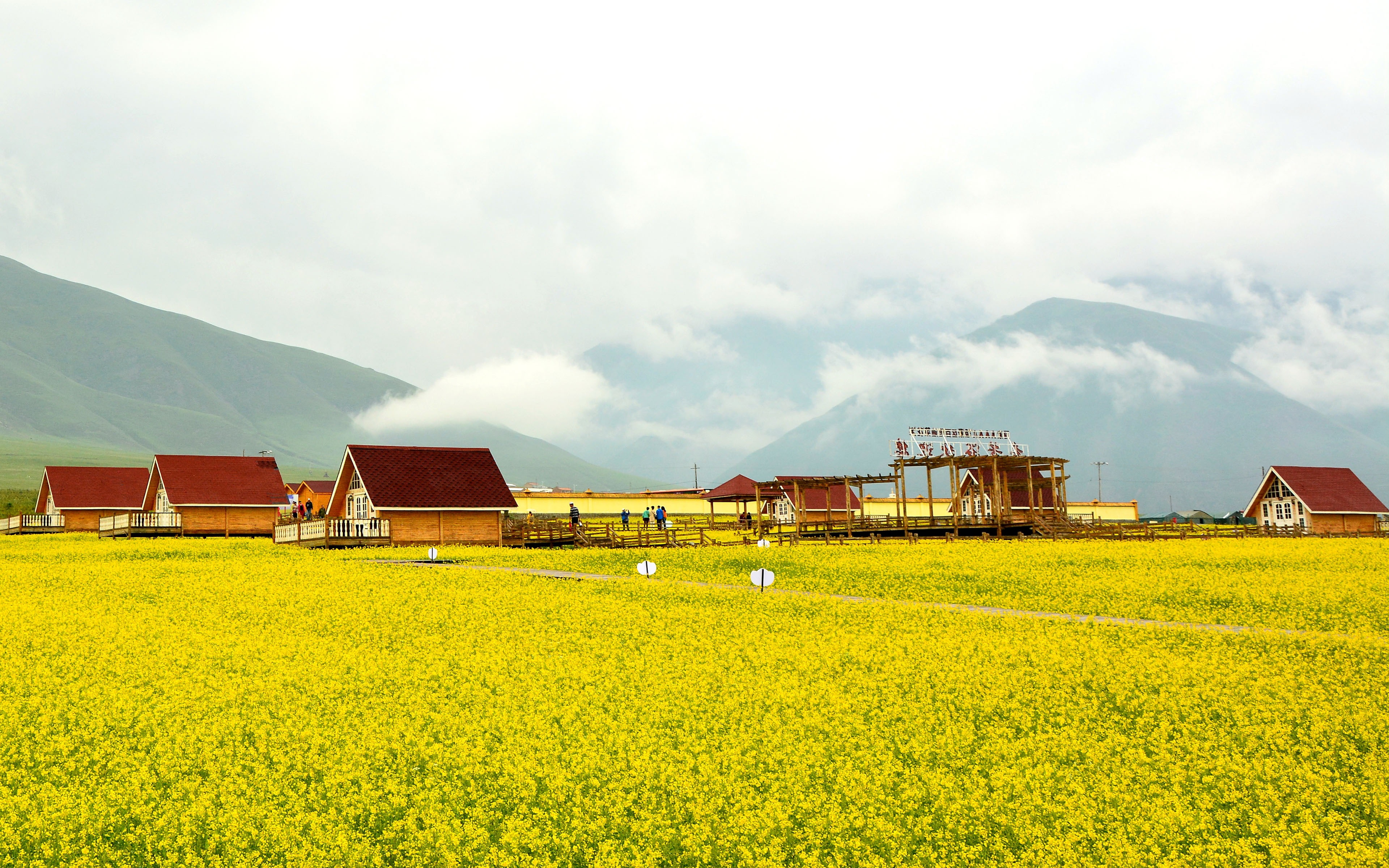 Qinghai Menyuan Golden Canola Flower Sea Cloud, field, sky, built structure