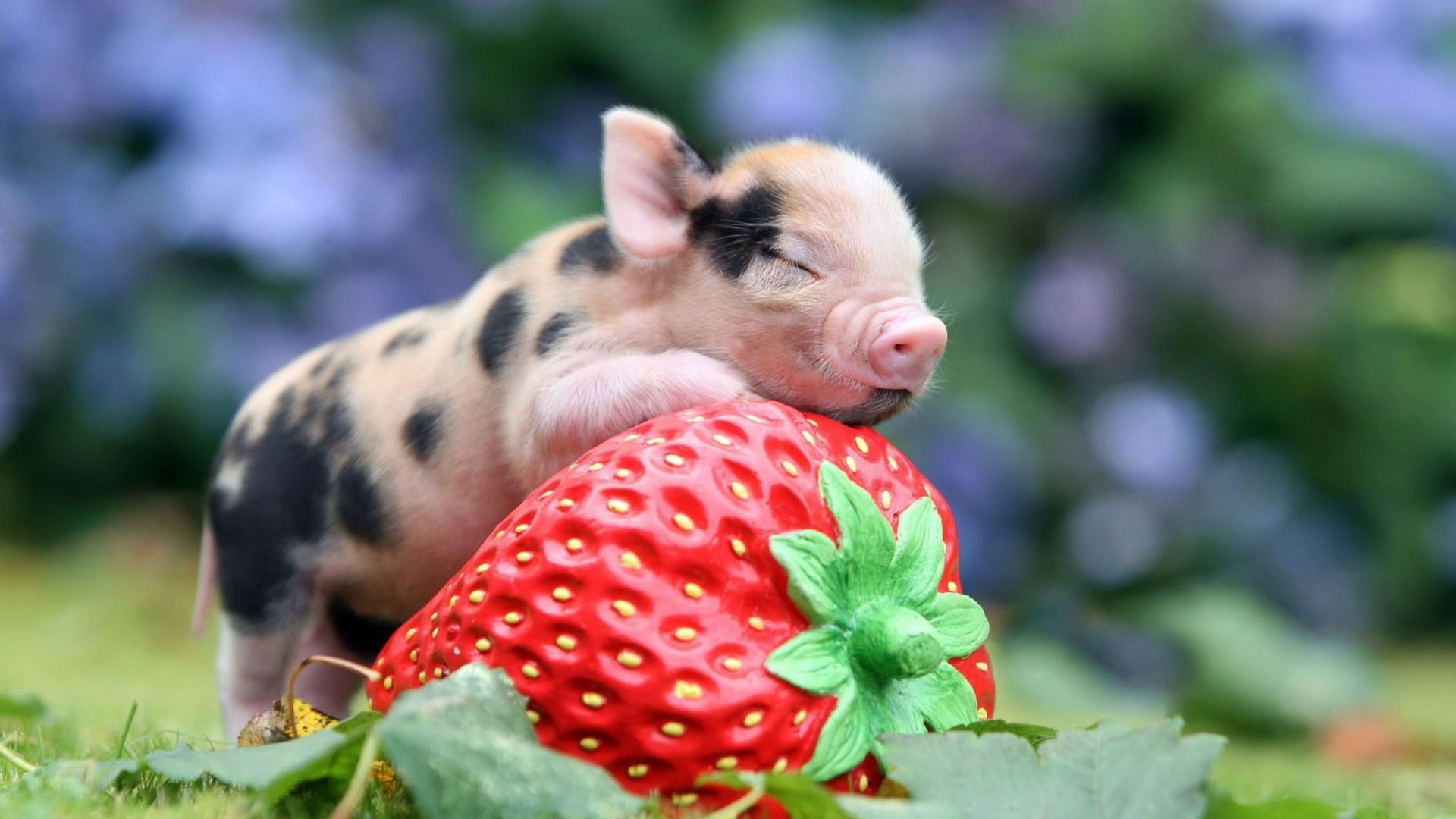 pig, piggy, littly pig, cute, strawberry, funy, food