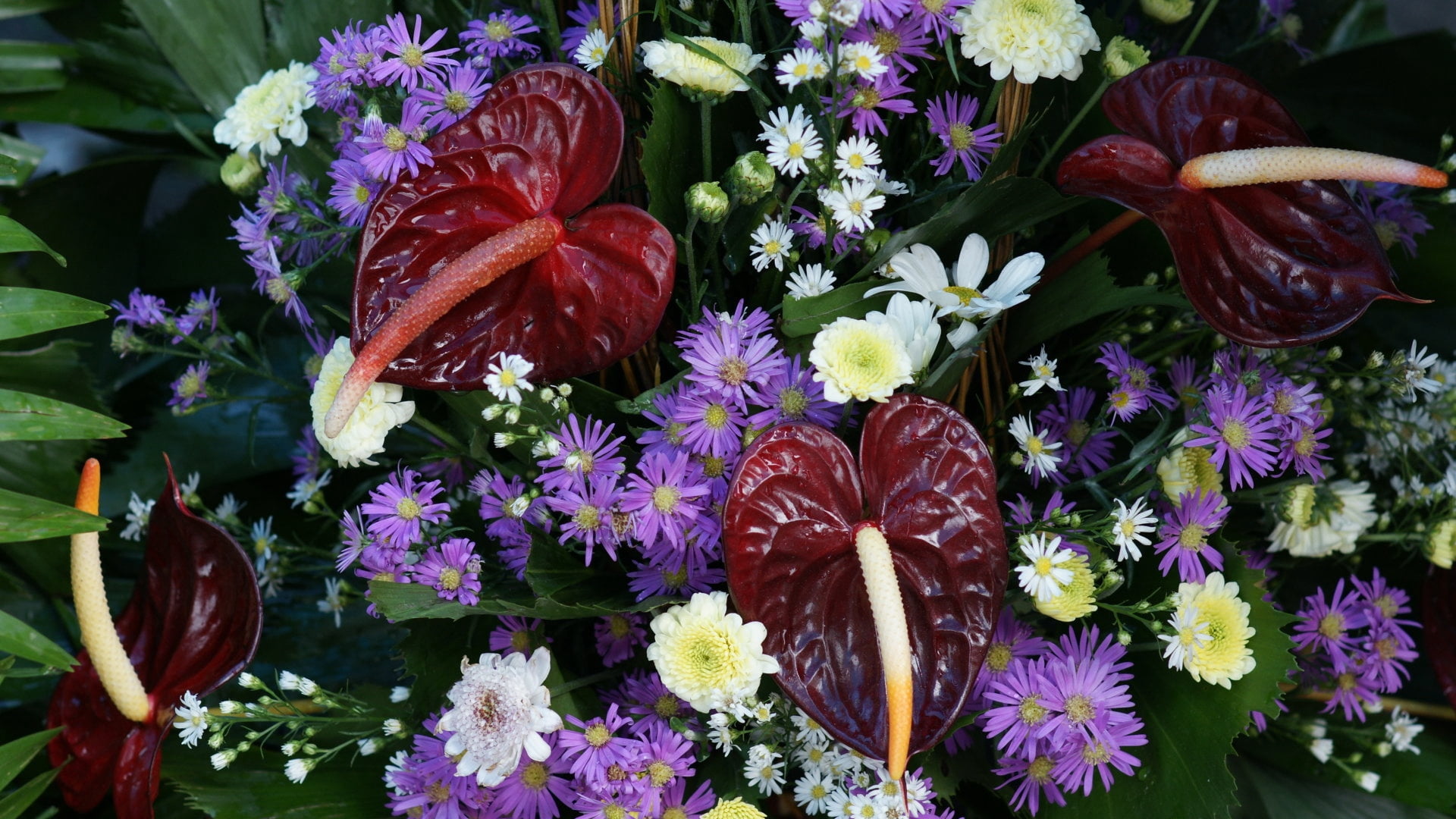 red flamingo lilies, purple asters and white mums and daisies