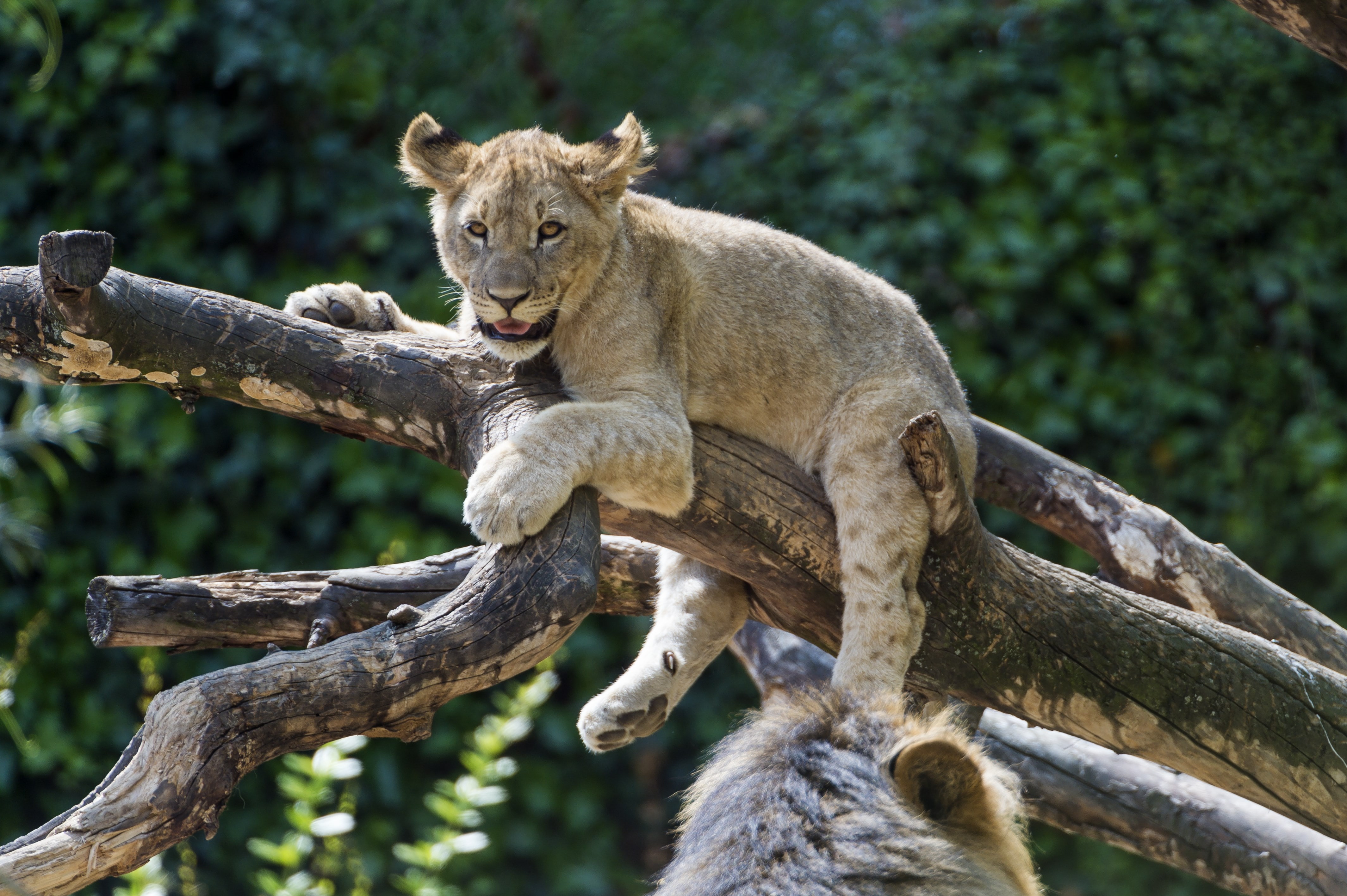 lion