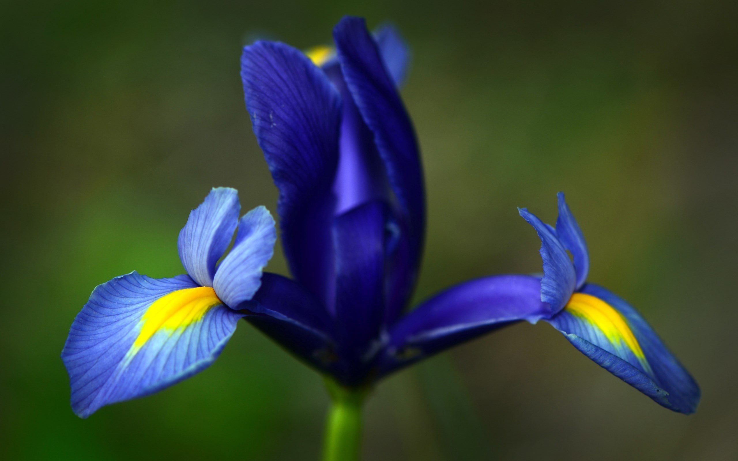 iris