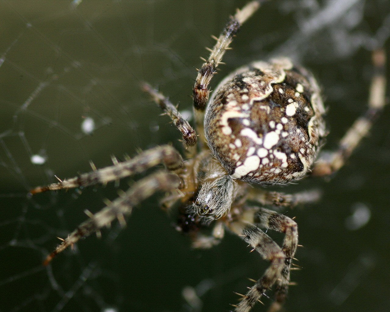 spider