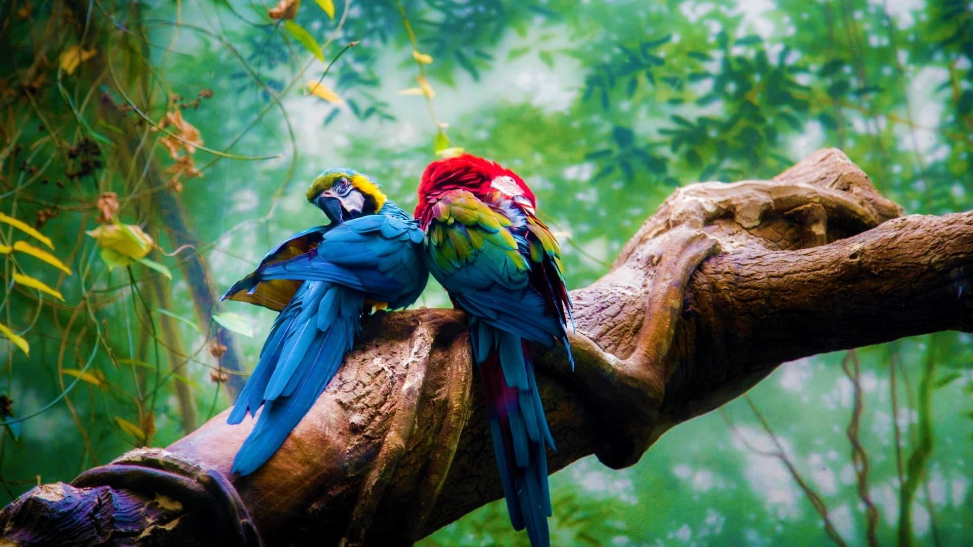 macaw, bird, parrot, tree, jungle
