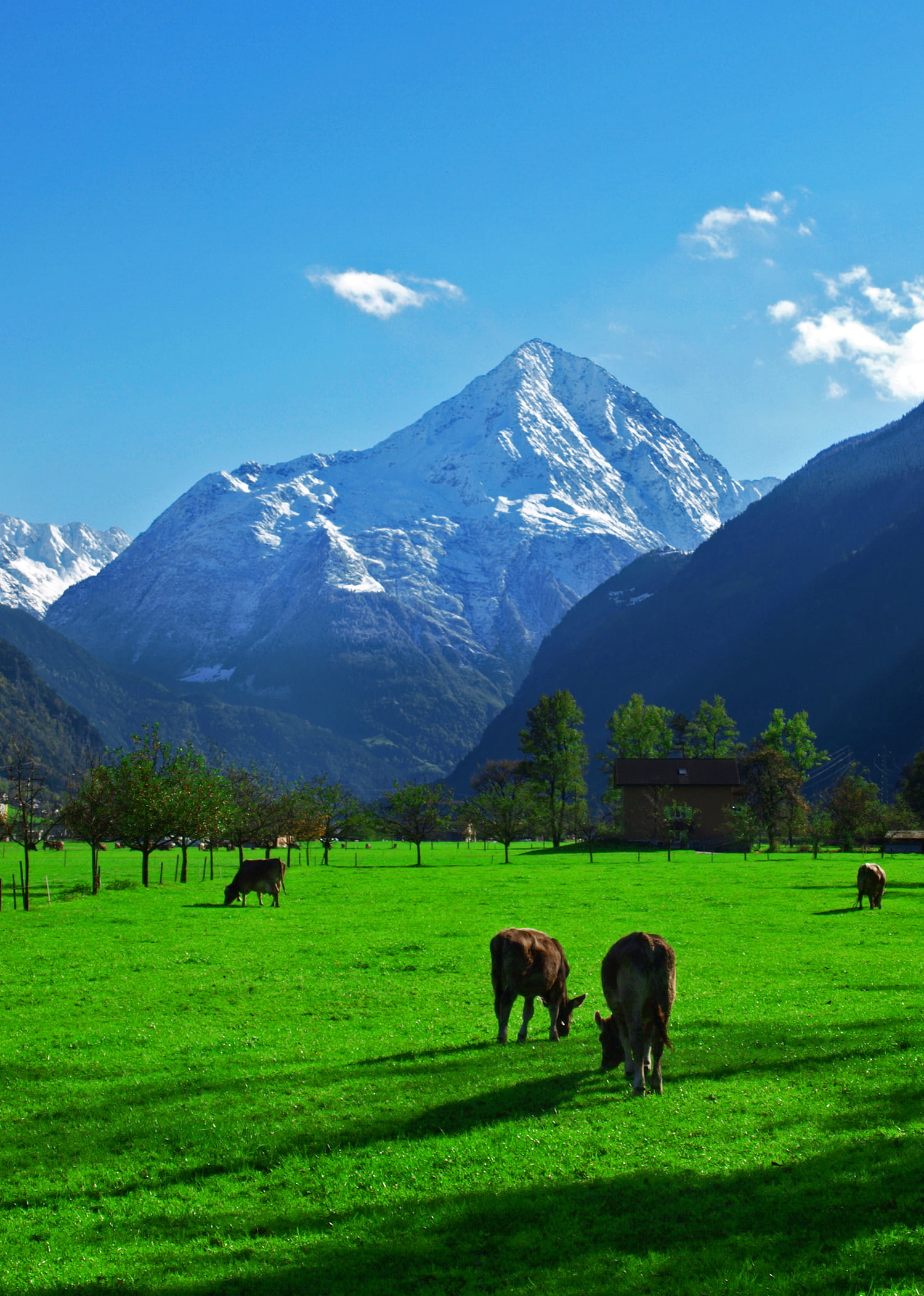 four brown cattle on green grass field at daytime, alpen, alpen