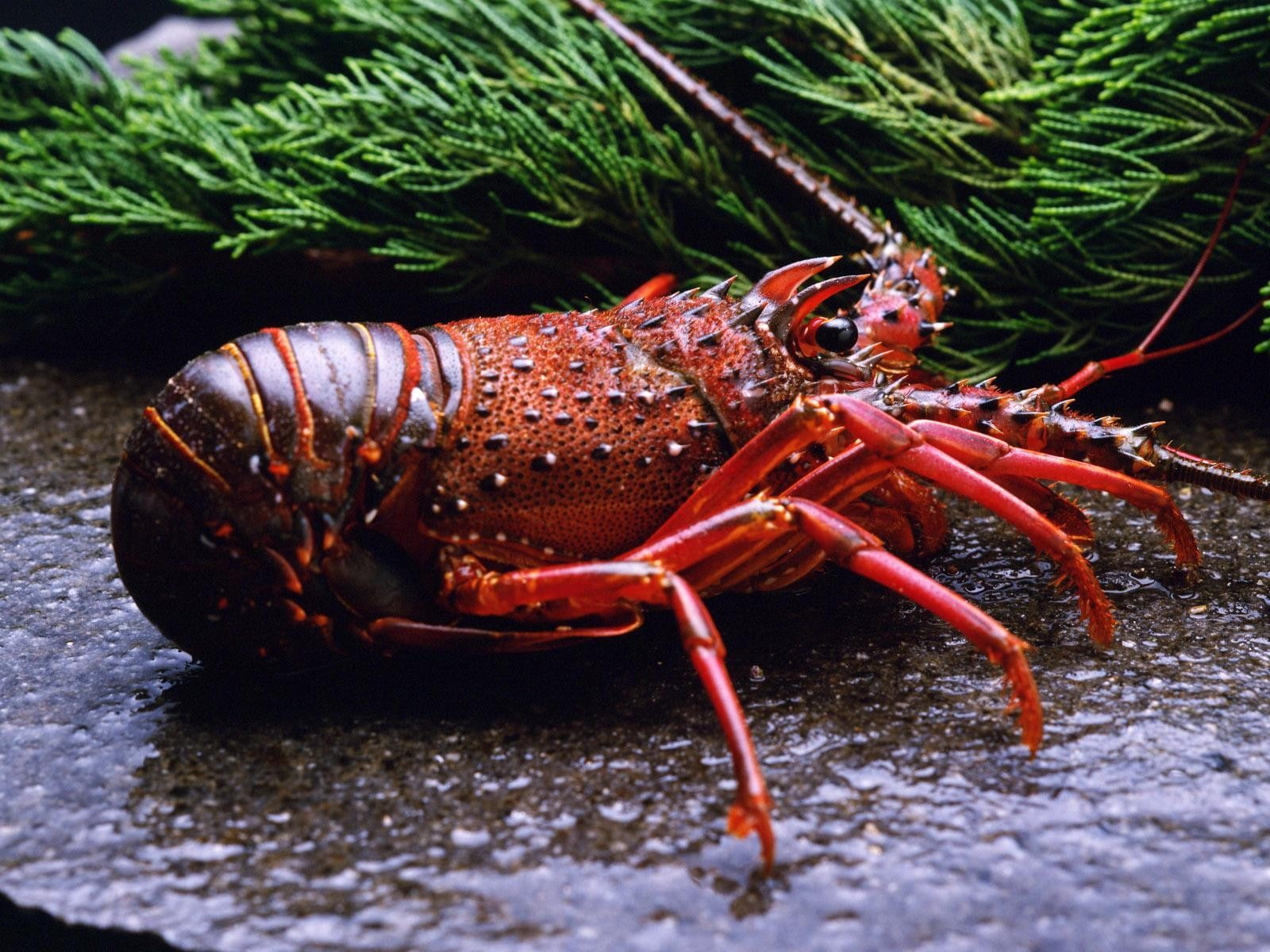 animals, lobsters, crustaceans, animal themes, animal wildlife