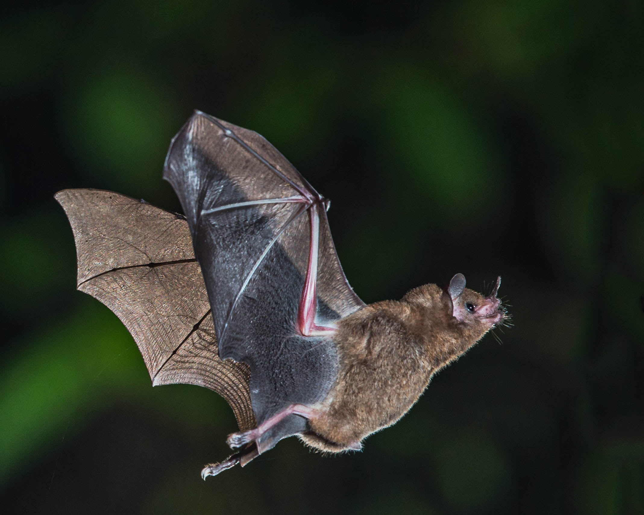 brown bat photo, fruit bat, fruit bat, Short-tailed, In-flight