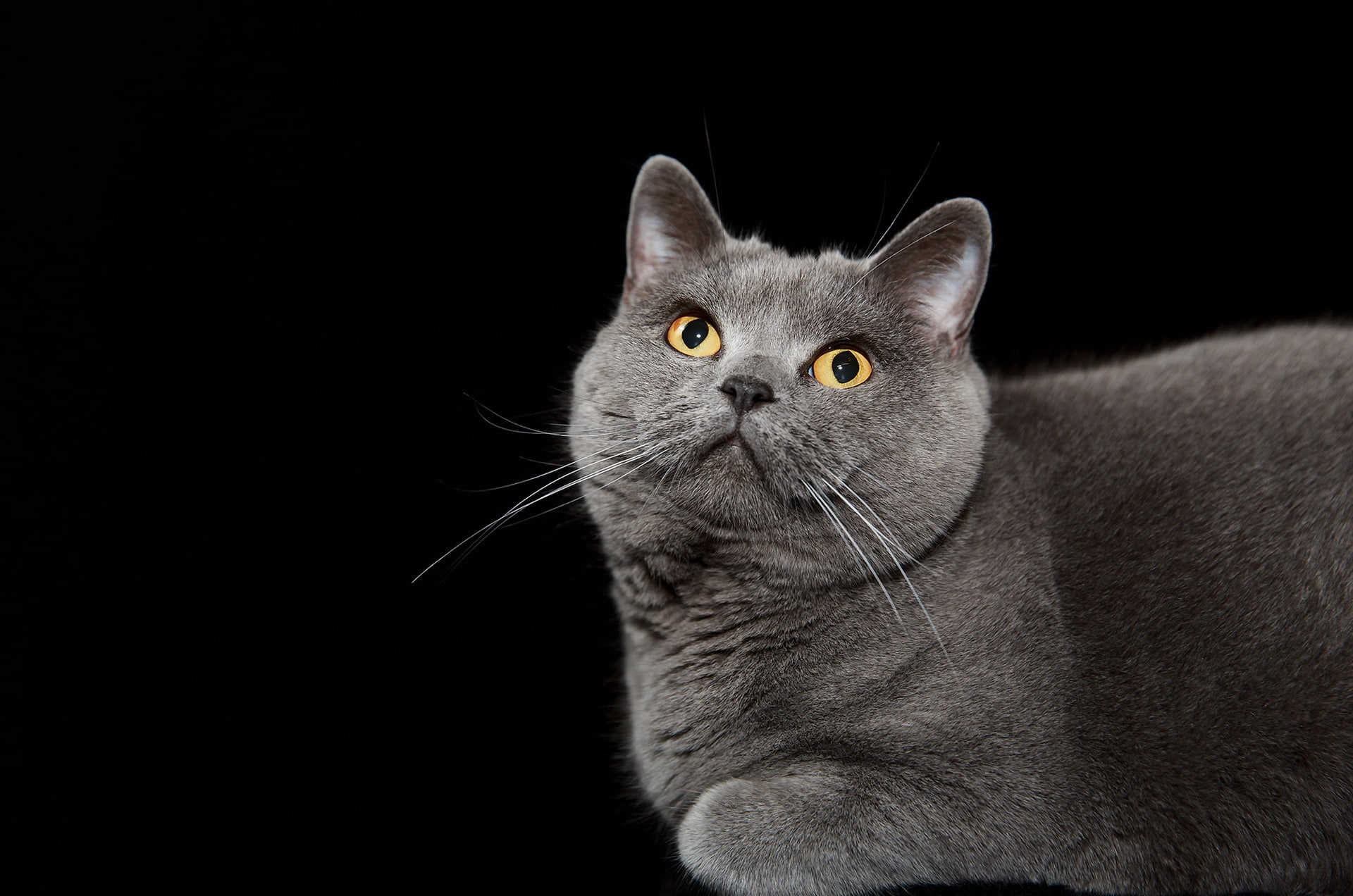cat, background, British blue shorthair