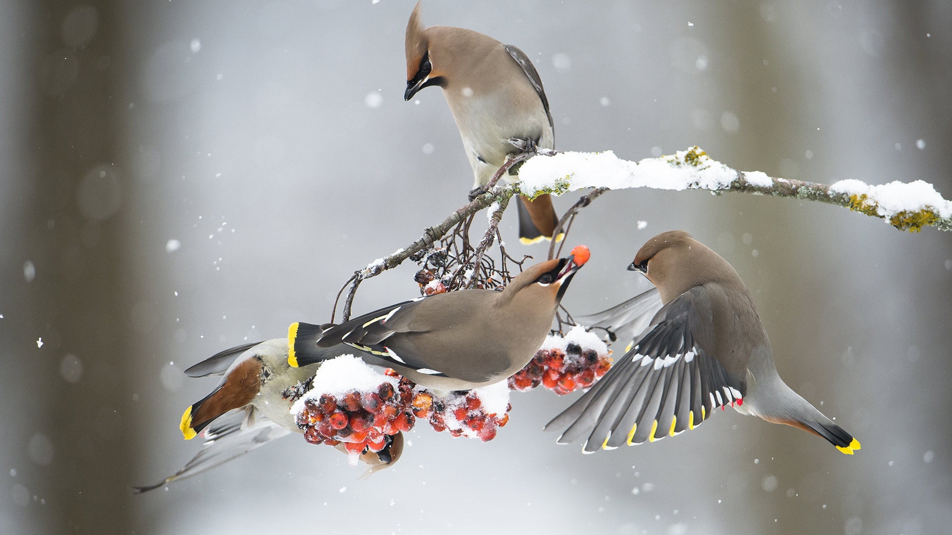 winter, the Waxwing, birds