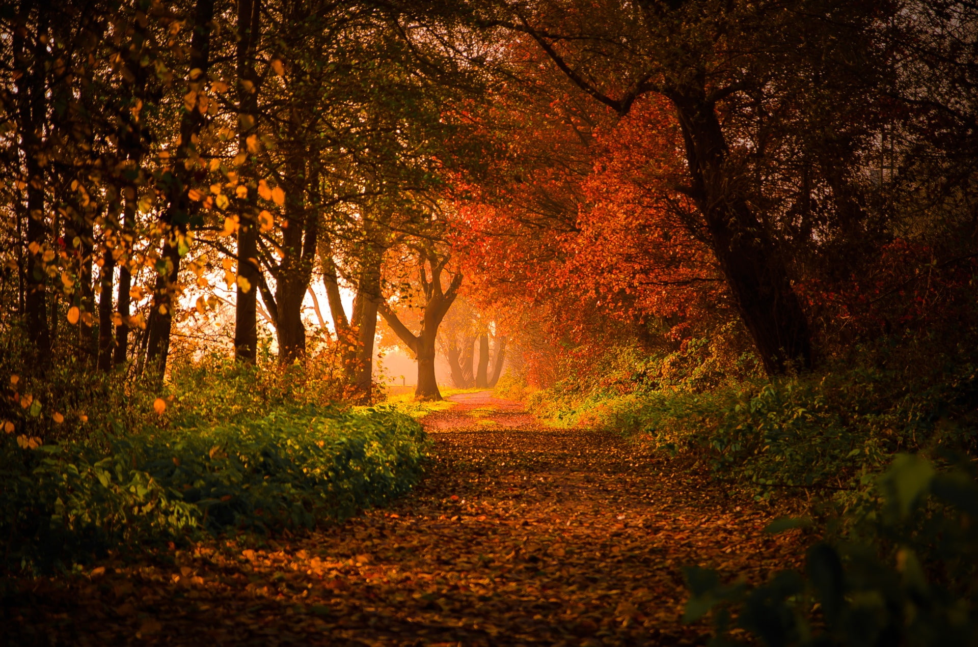 bosque, naturaleza, paisaje