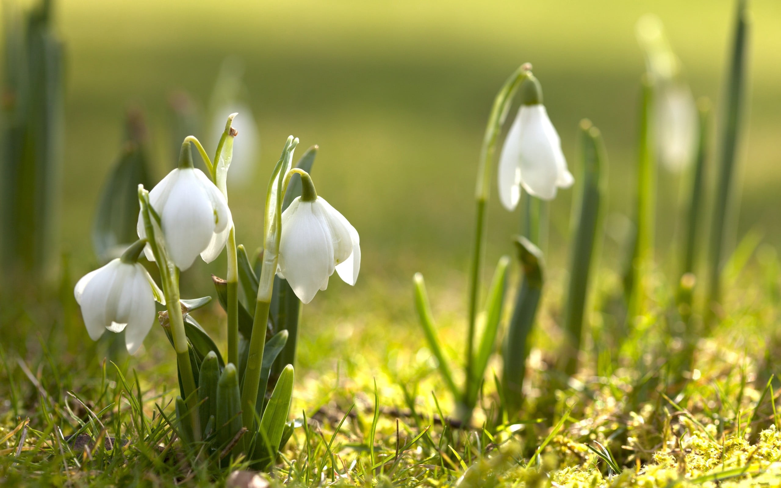 white snowdrop flowers, snowdrops, grass, spring, nature, springtime