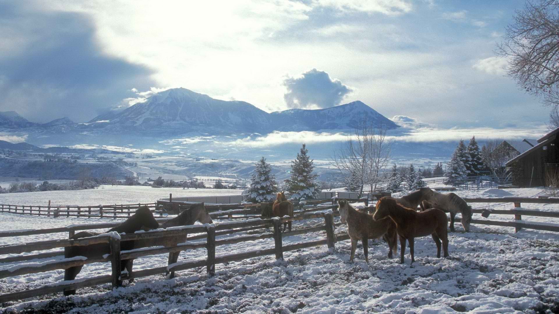 clouds landscapes nature winter snow trees skyline fences world country horses 1920x1080 wallpape Animals Horses HD Art