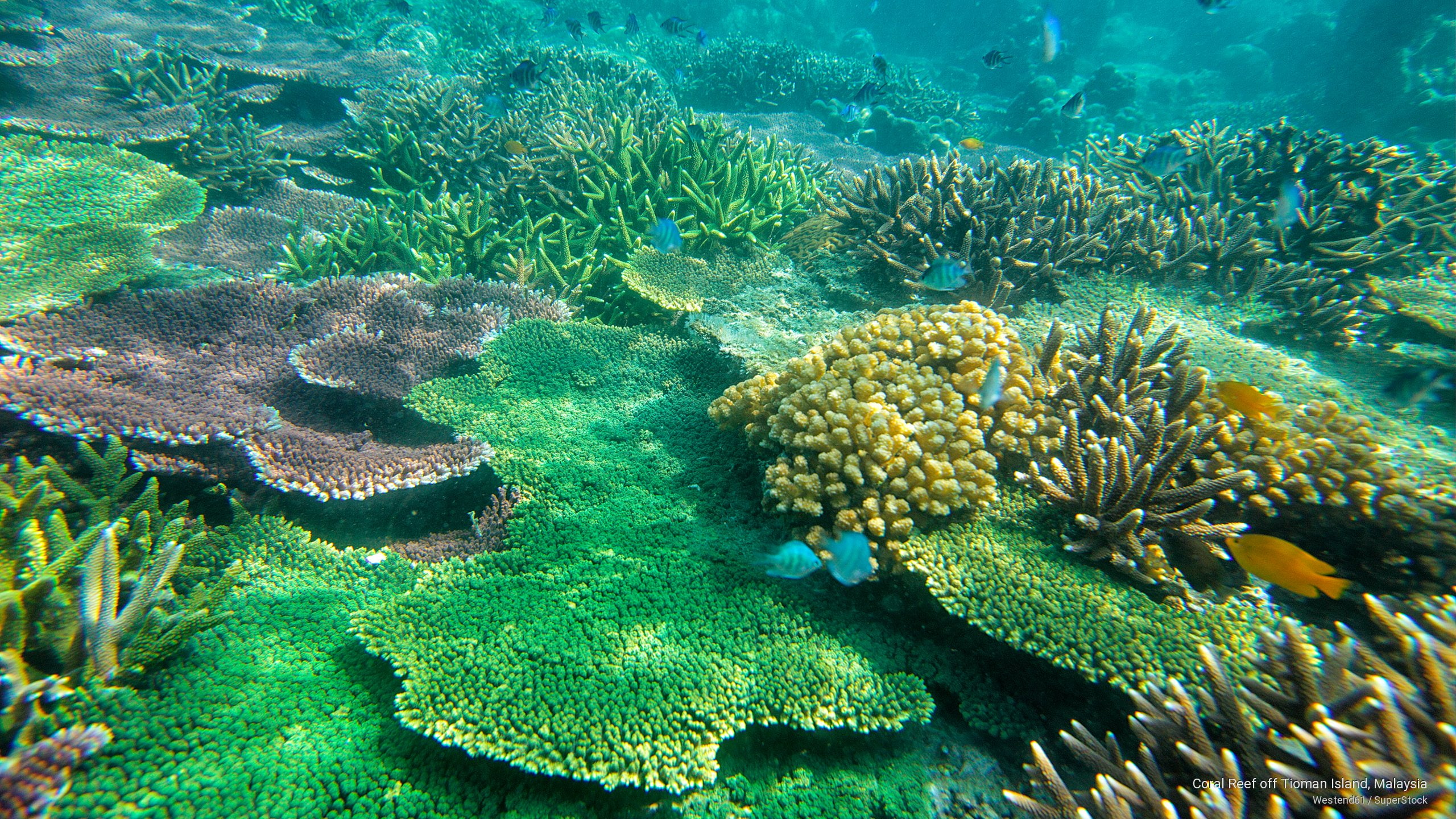 Coral Reef off Tioman Island, Malaysia, Islands