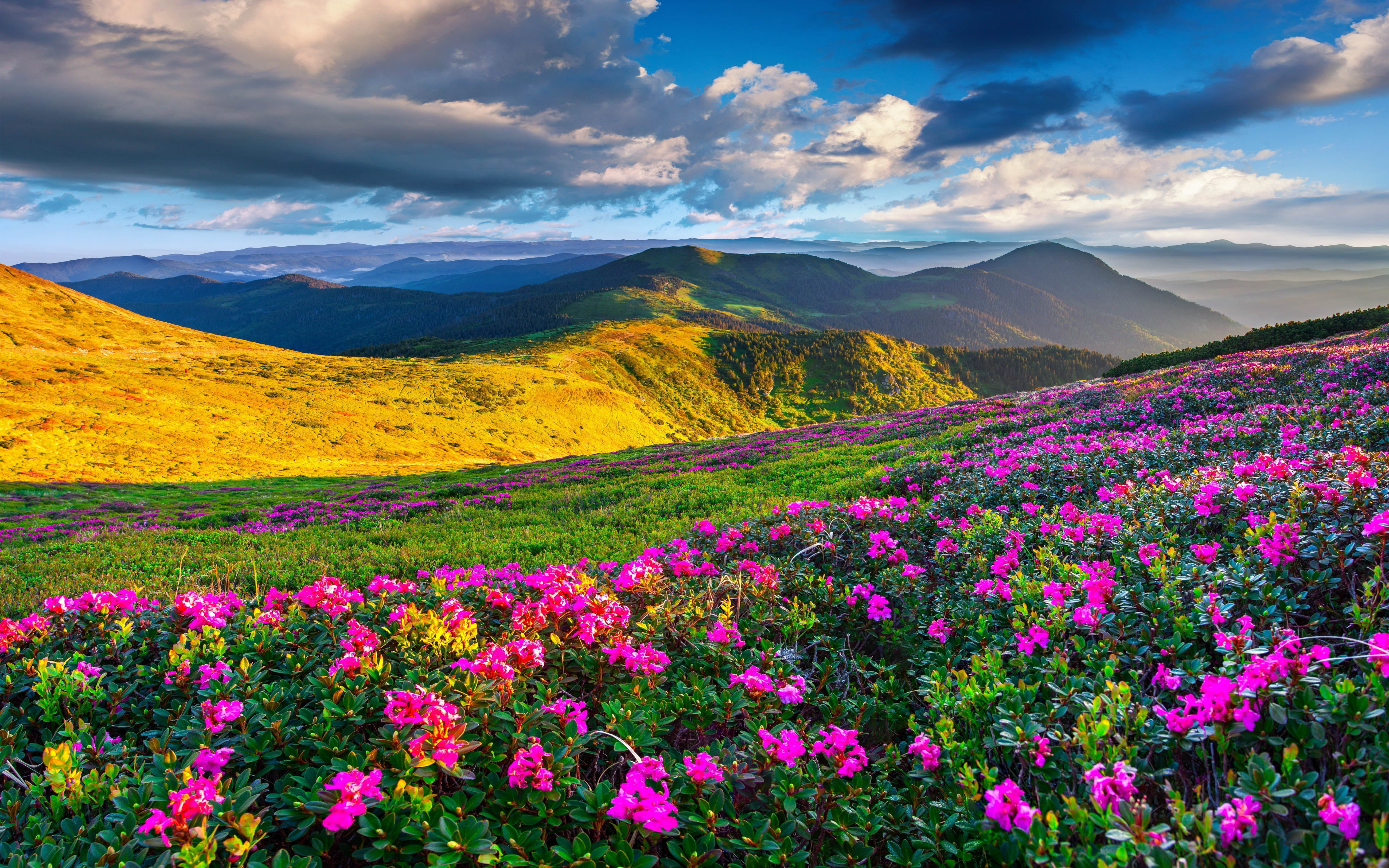Spring Mountain Landscape Flowers Purple Colored Hills With Green Grass Dark Clouds On The Sky Desktop Wallpaper Backgrounds Hd 5200×3250