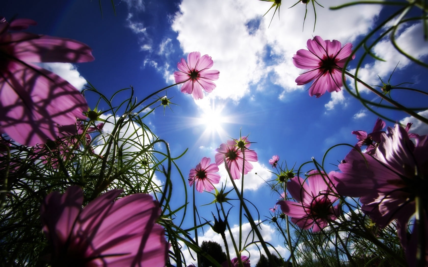 pink petaled flower plant, flowers, sky, sun, grass, beams, day