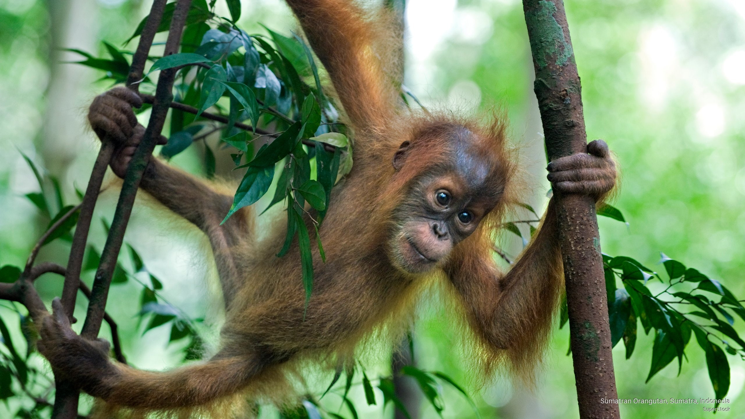Sumatran Orangutan, Sumatra, Indonesia, Animals