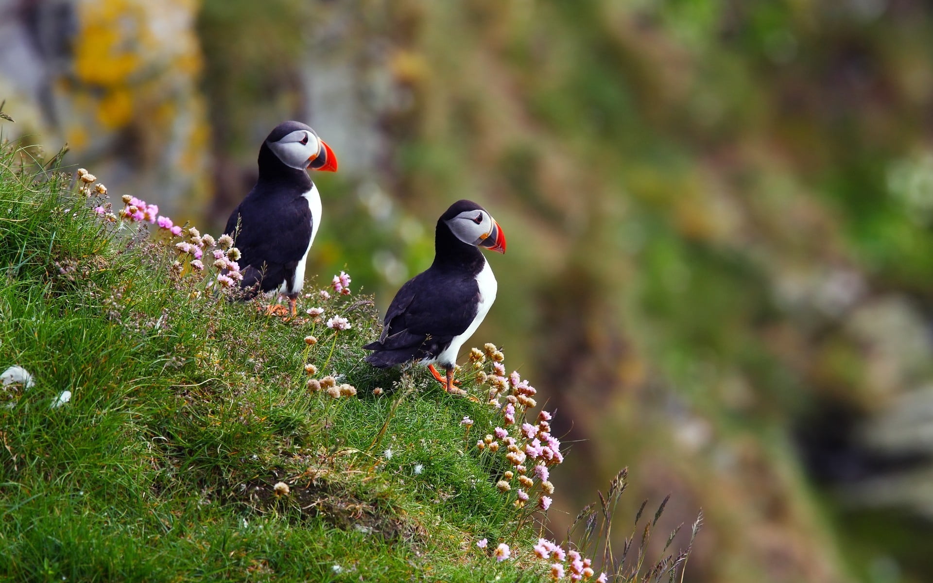 two black-and-white puffins near cliff selective focus photography
