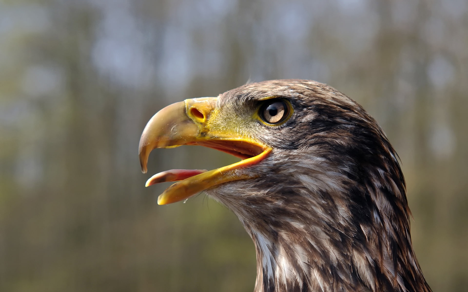 Juvenile Bald Eagle, golden eagle