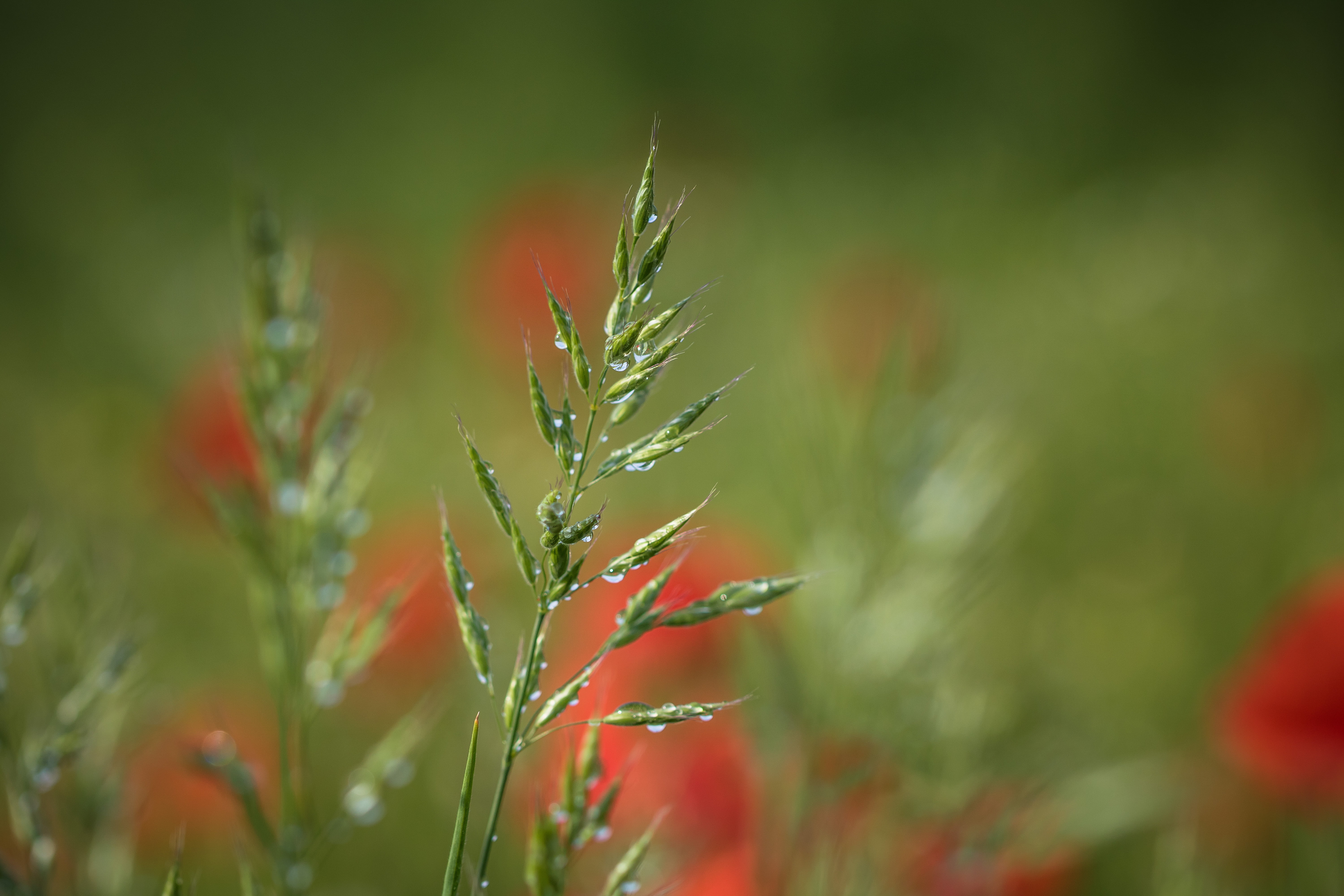 closeup photograph of green plant, Dew, Söderslätt, countryside