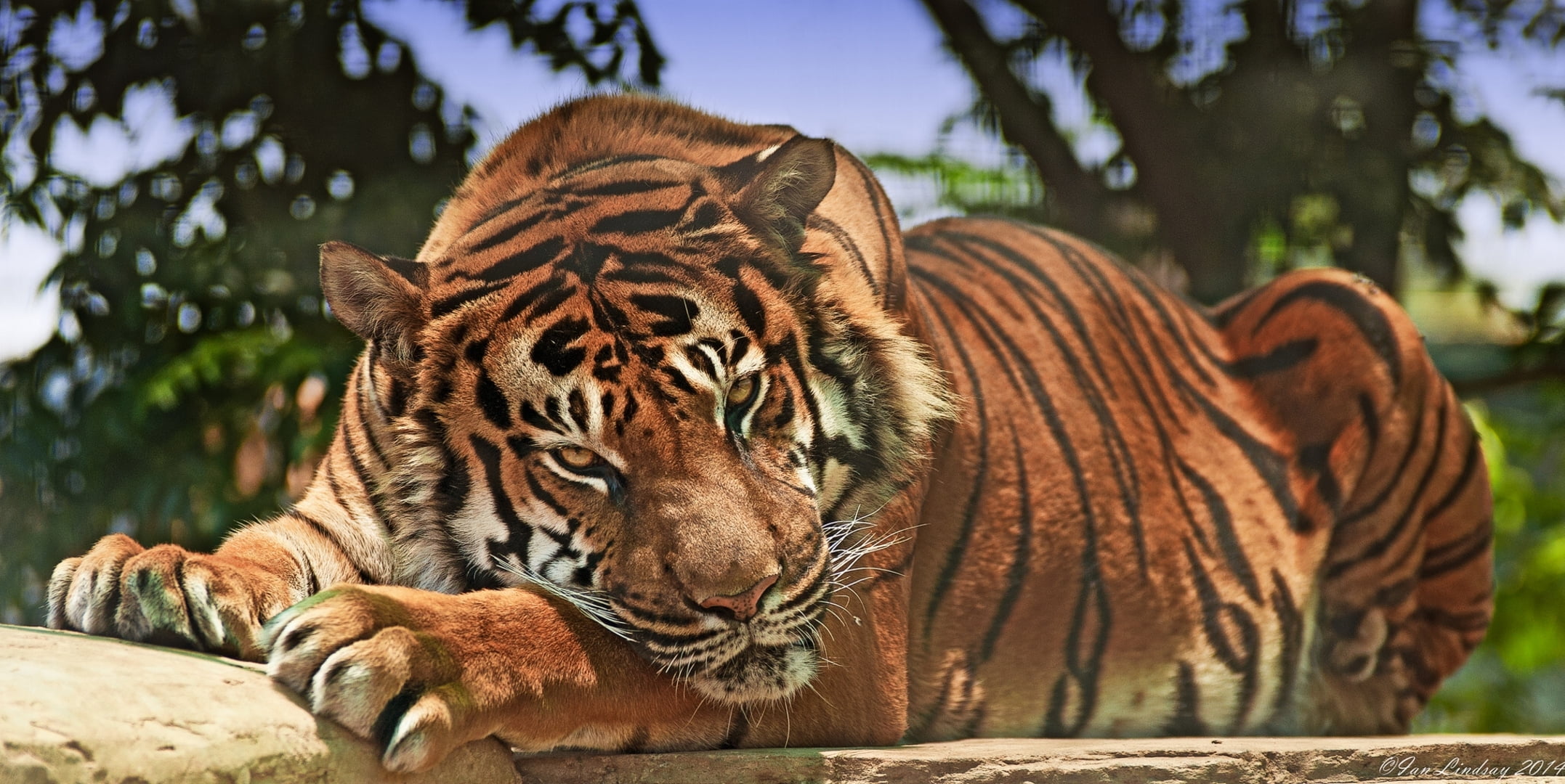 adult tiger, predator, snout, aggression, animal, carnivore, wildlife