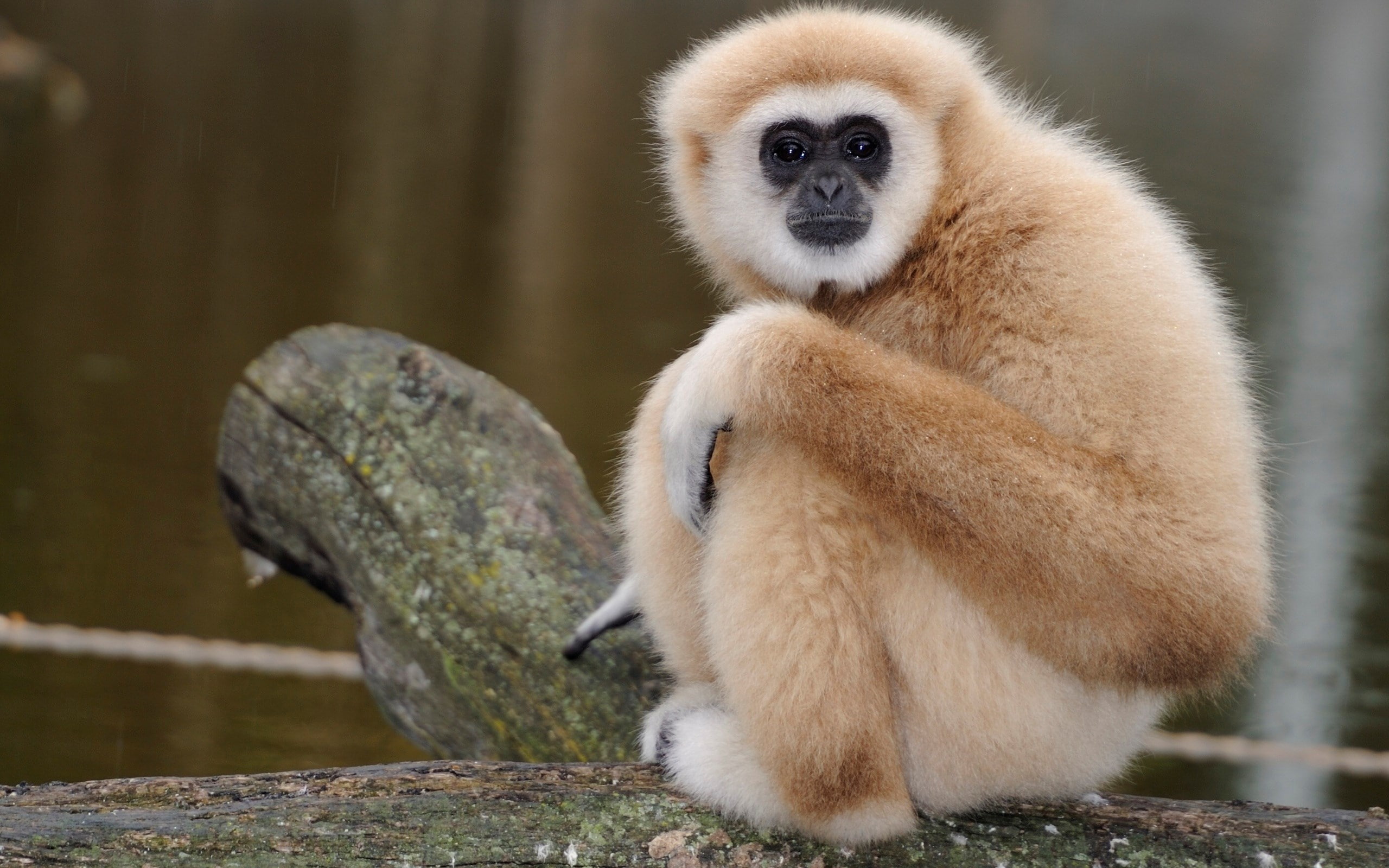 monkey