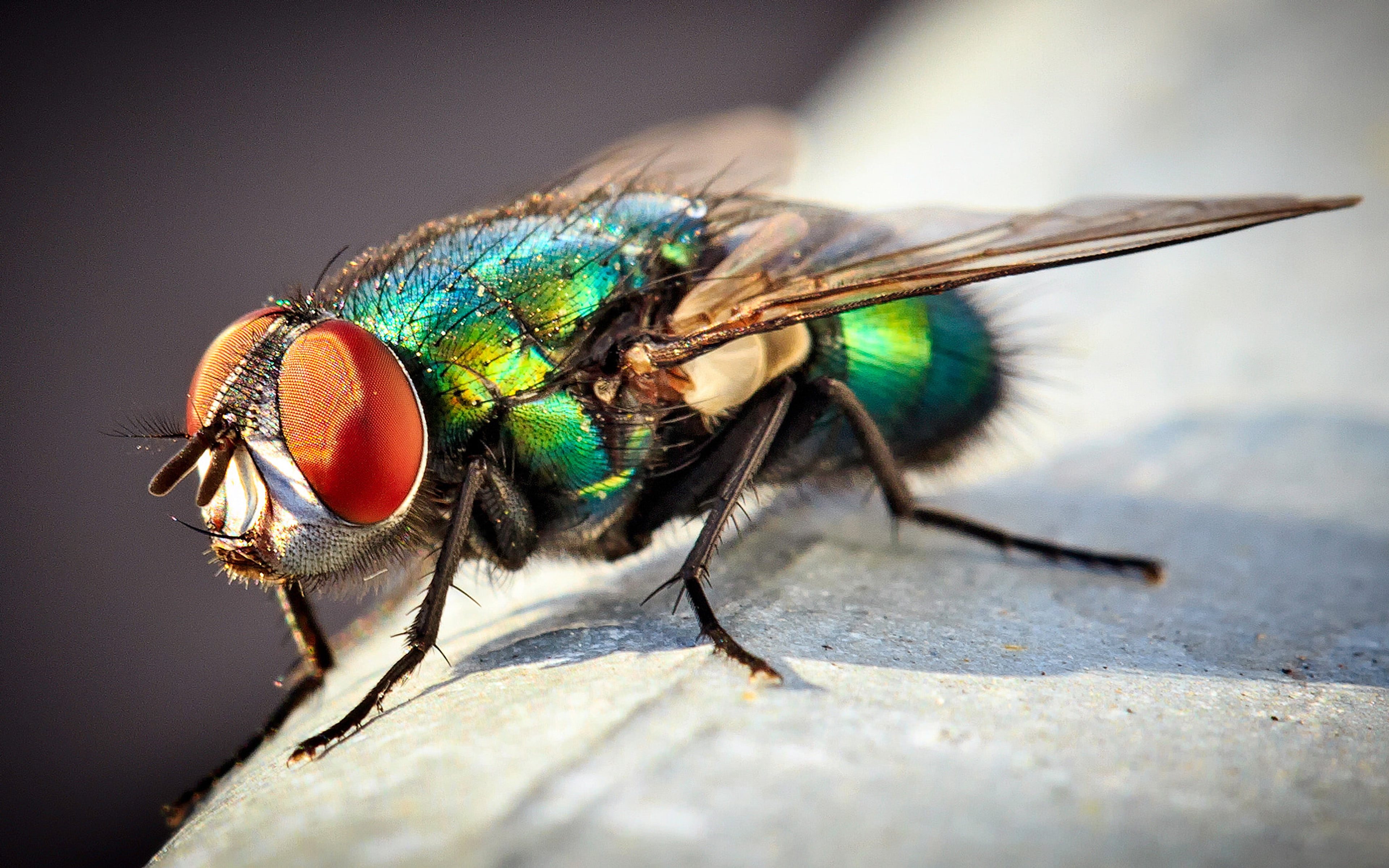 Fly flies видео. Неон насекомые. Неоновые насекомые для сада. Greenbottle Fly. Макро Жуков красивых ярких.