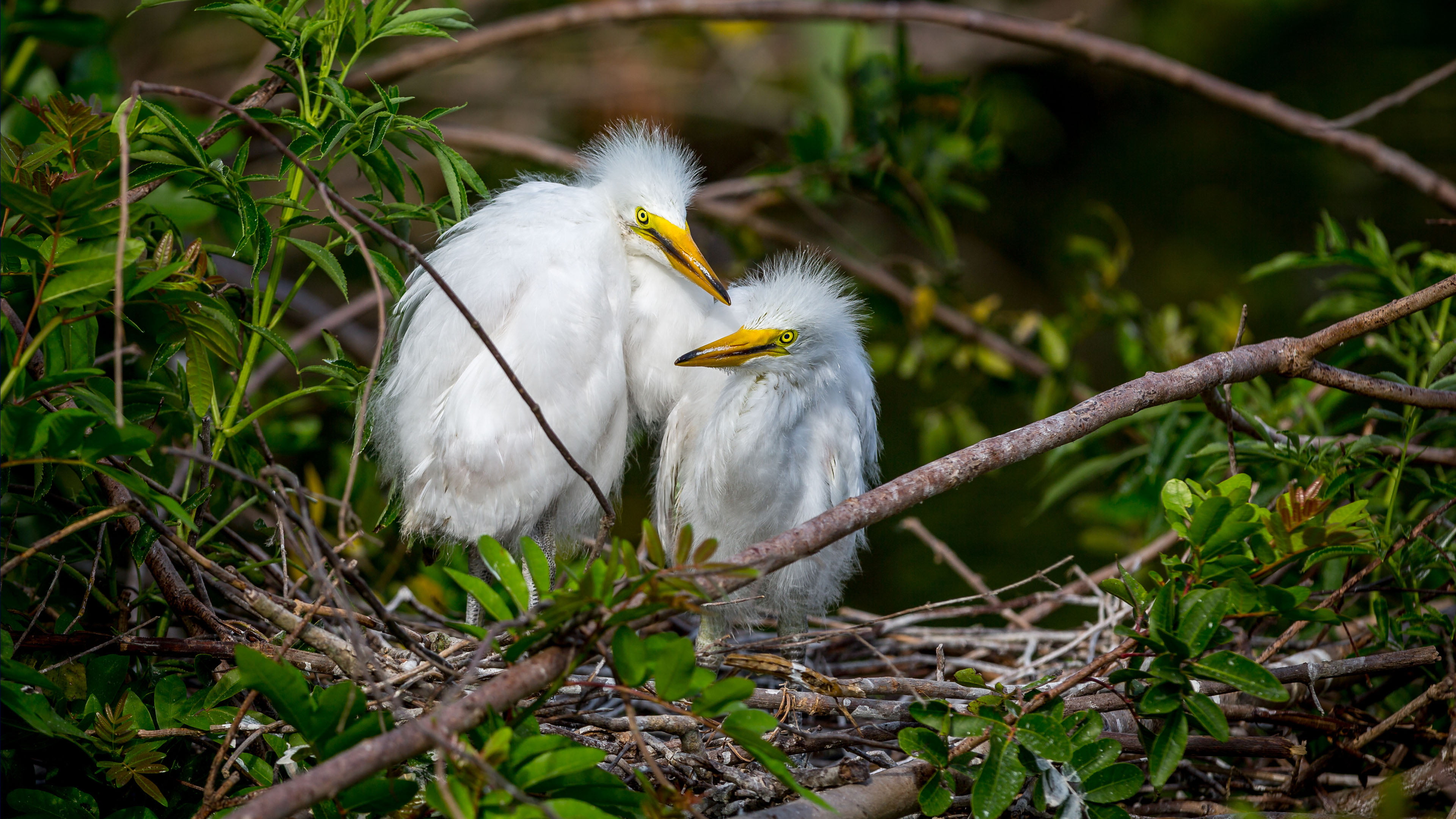 Cattle Egret Bird Family Ardeidae Species Of The Heron Are In Tropics Subtropical And Temperate Zones Desktop Wallpaper Hd 3840×2160