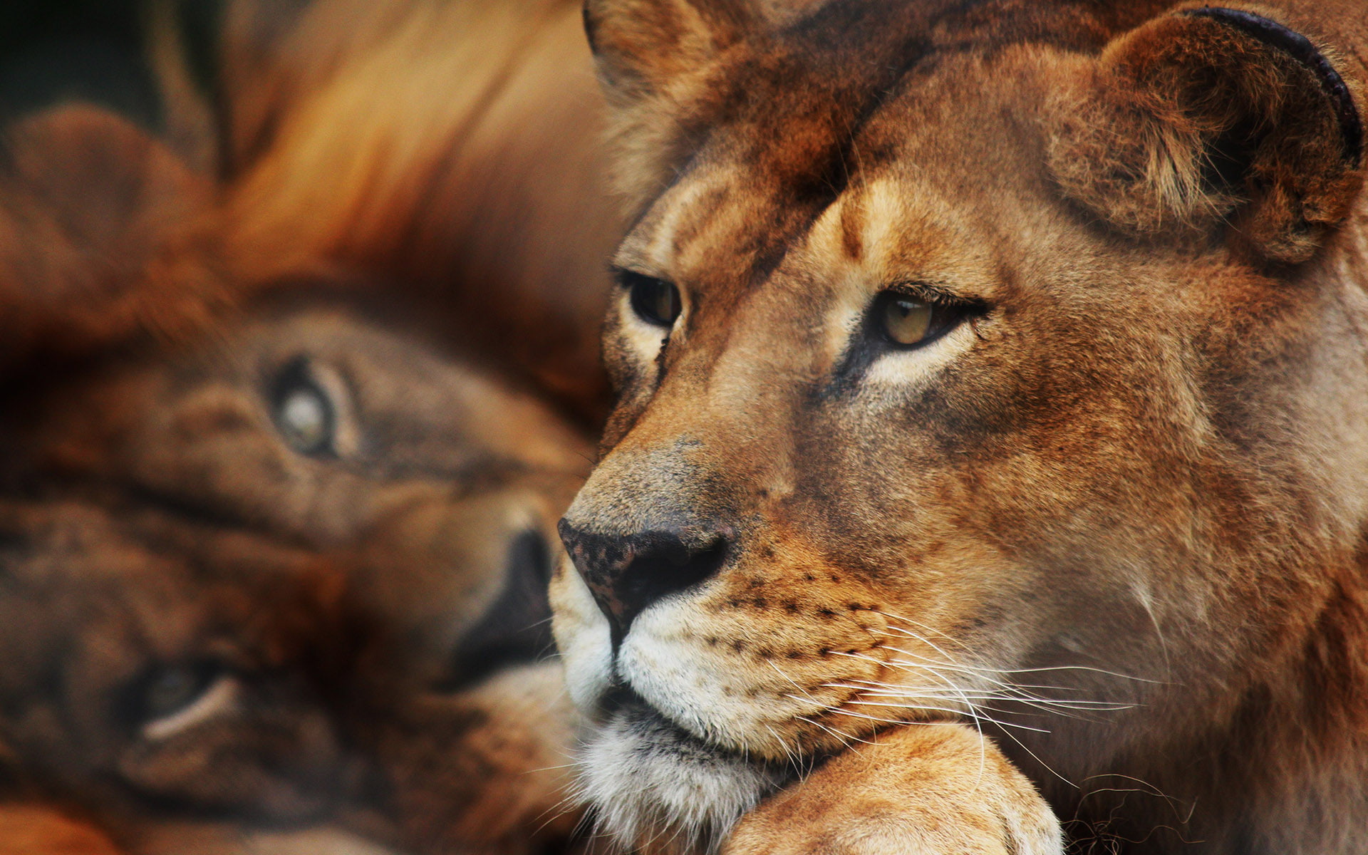 Lion HD, animals