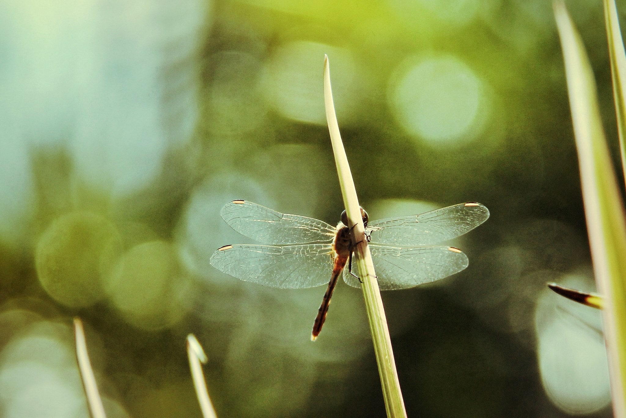 dragonfly