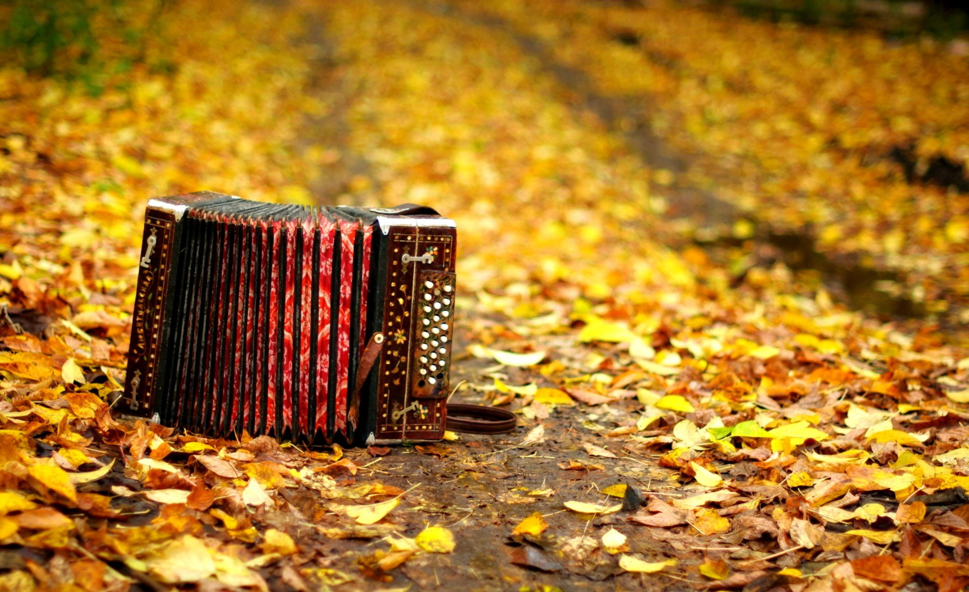 Music, Accordion, Fall, Leaf, Mood, Nature, Season