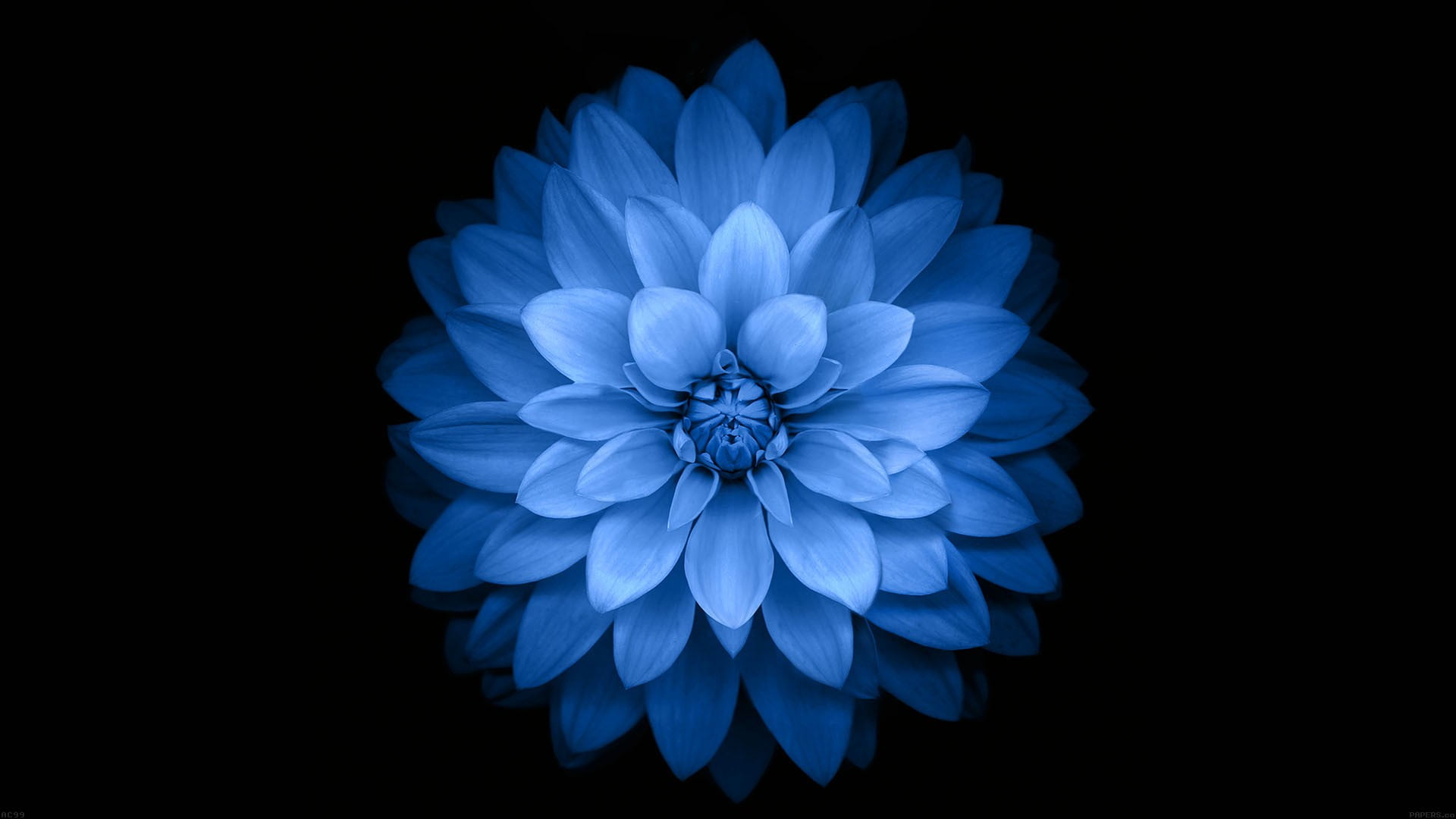 blue flower, flowers, black, simple background, nature, blue flowers