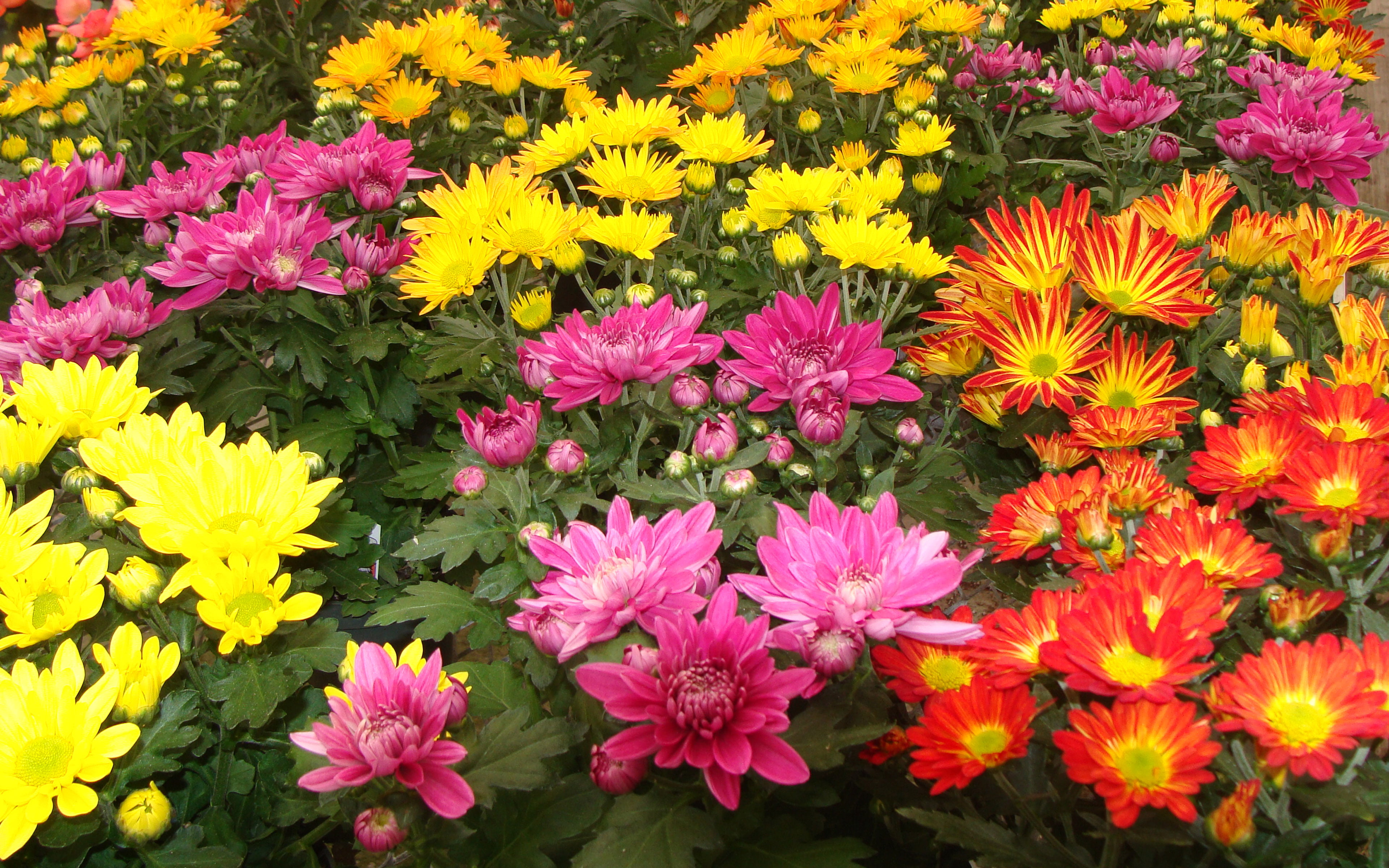 Chrysanthemum Mix Flowers Red Yellow Pink Color Seedlings Ornamental Plants Hd Wallpapers 3840×2400