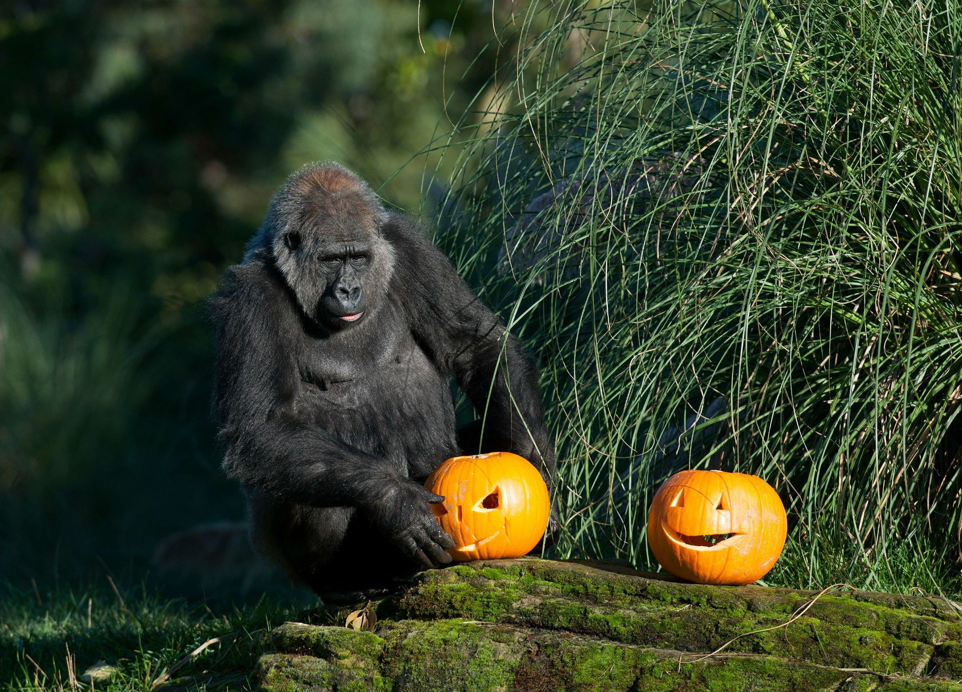 gorilla, halloween, monkey