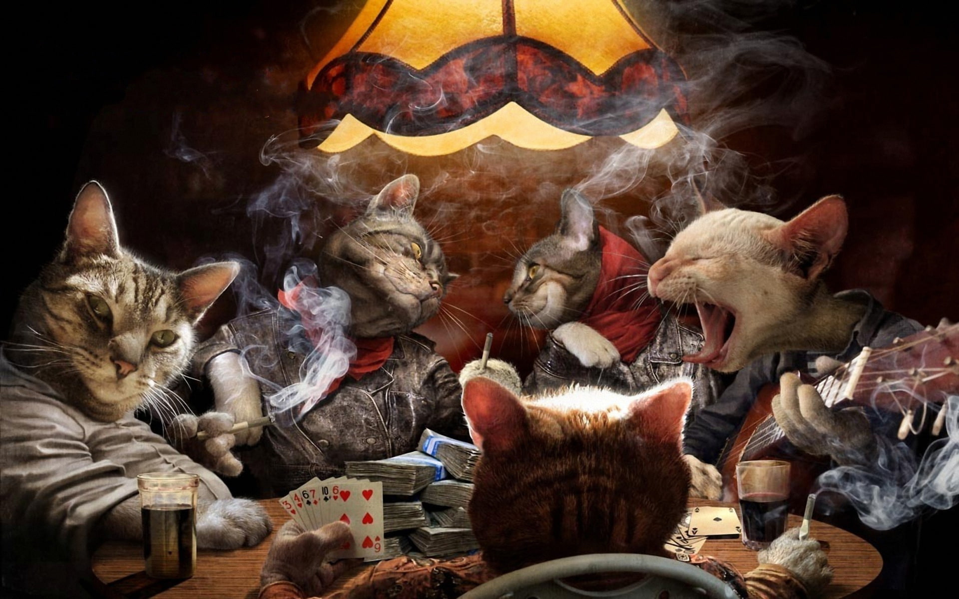 cards, cat, funny, game, humor, poker