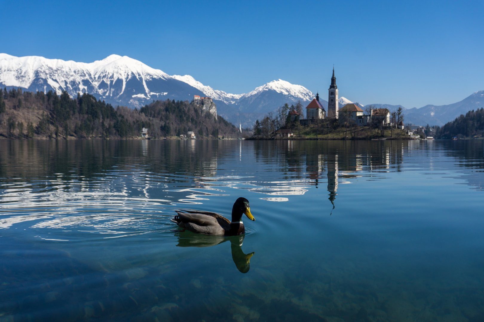 duck soaking at the calm body of water with mountain cape of snow as background