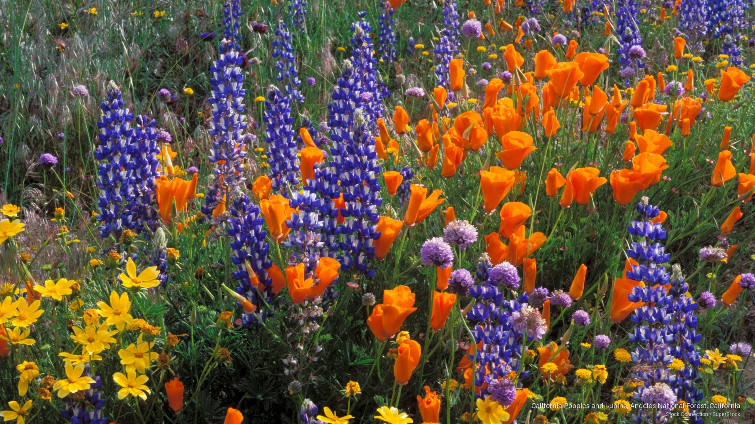California Poppies and Lupine, Angeles National Forest, California