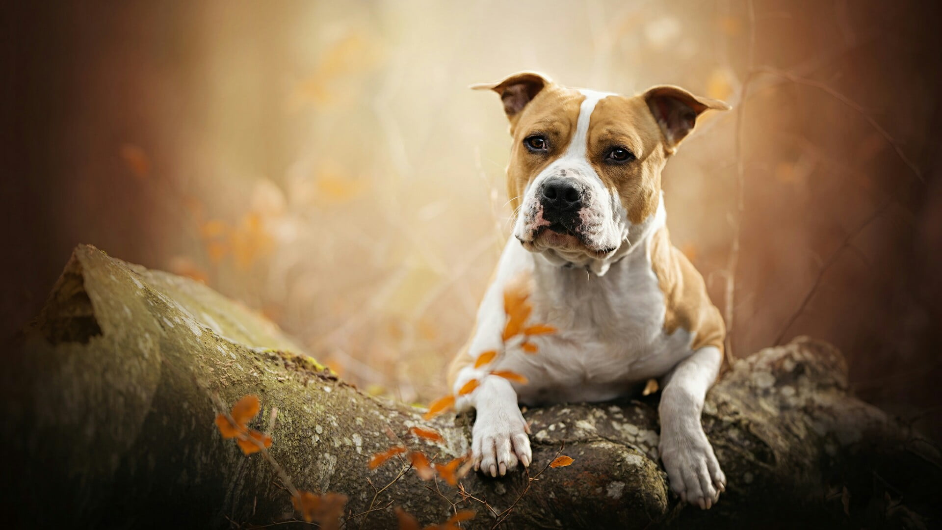 dog breed, mammal, staffordshire terrier, american staffordshire terrier