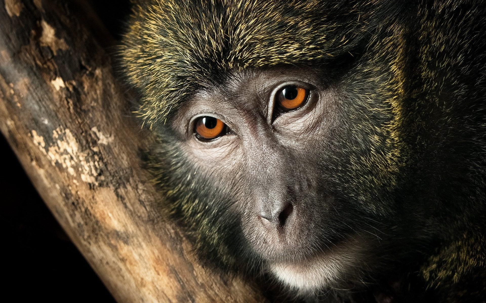 monkey