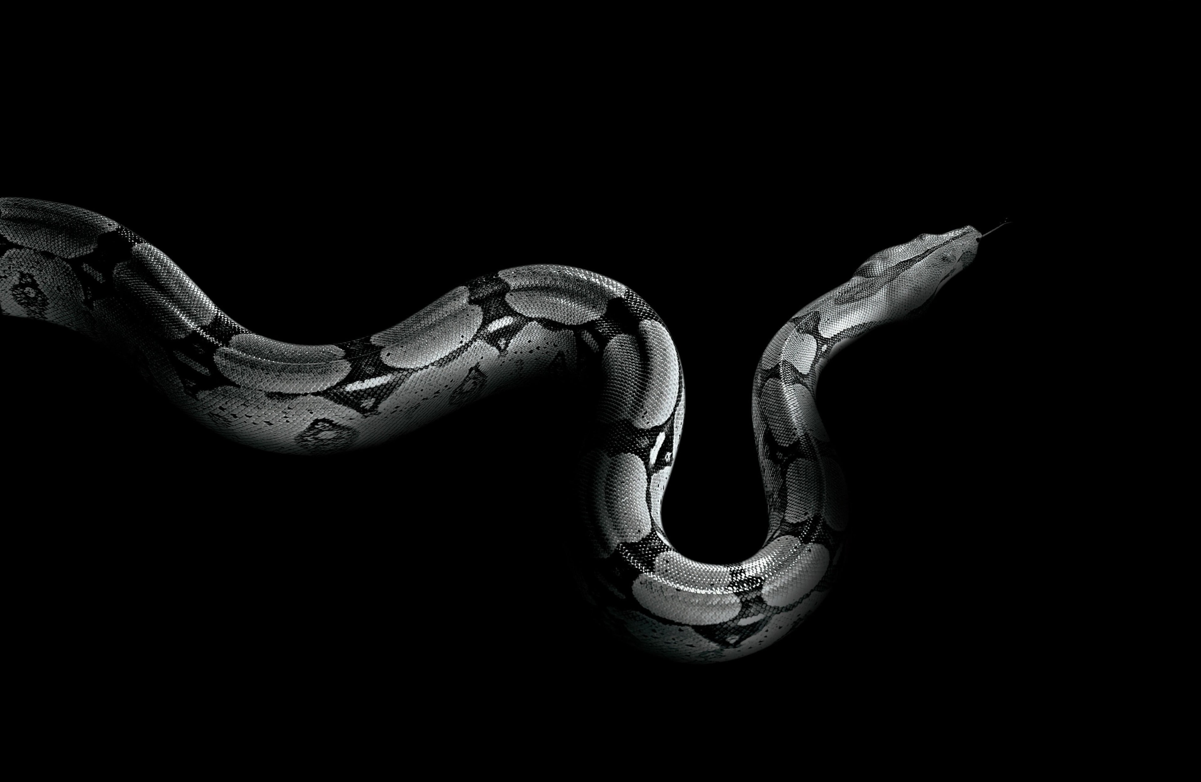 python 4k hd desktop background, studio shot, black background