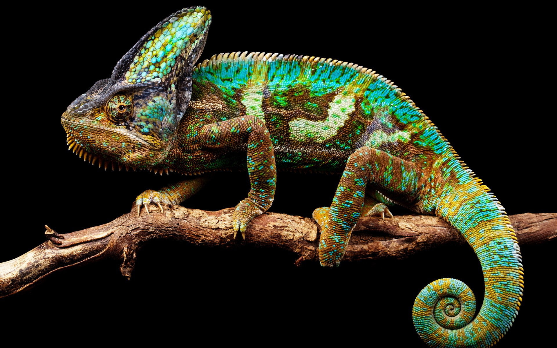 Chameleon background, chameleon nature