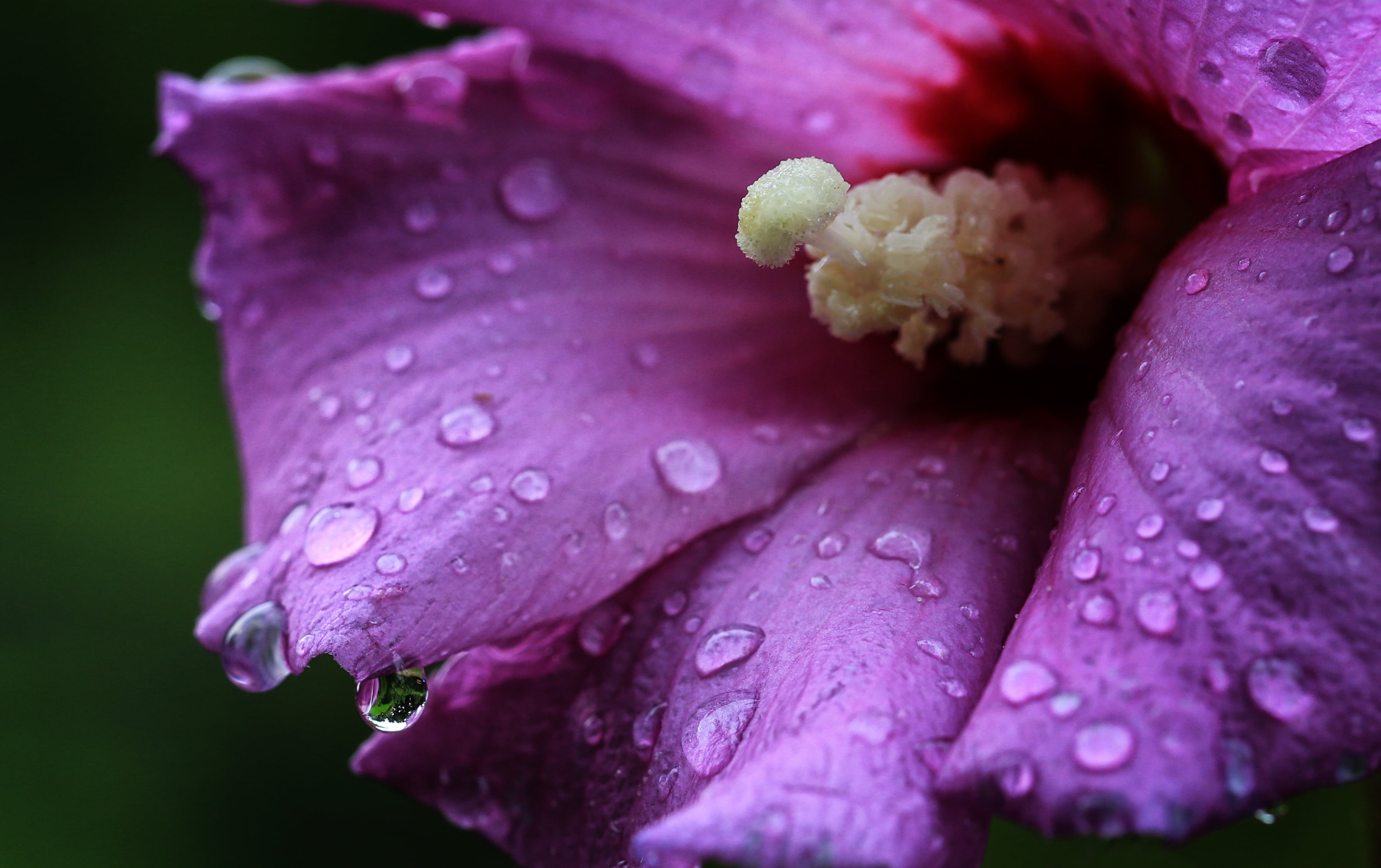 purple flower, hibiscus, hibiscus, raindrops, Regen, nature, Canon EF