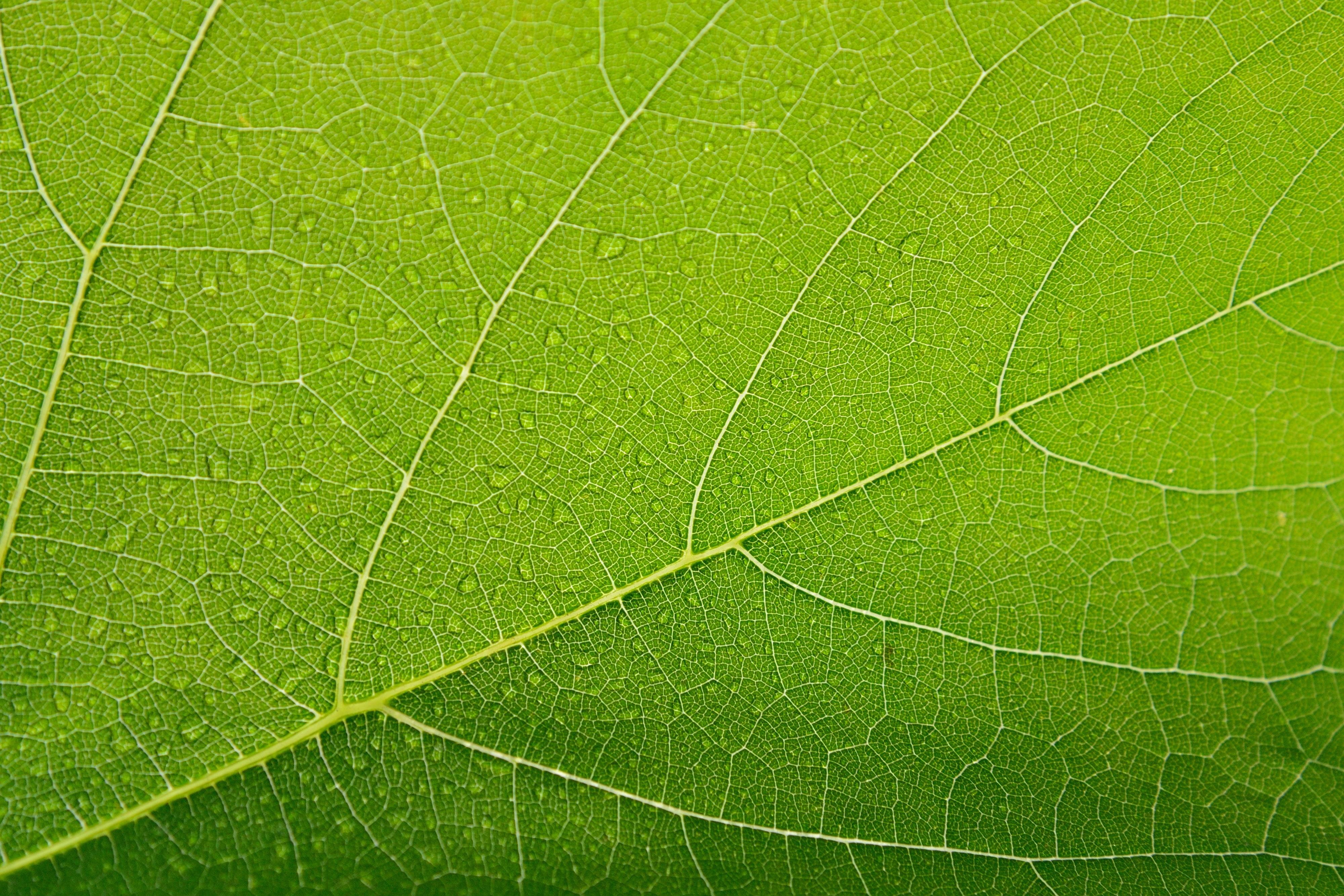 leaf, veins, nature, closeup, background, green, macro, green color