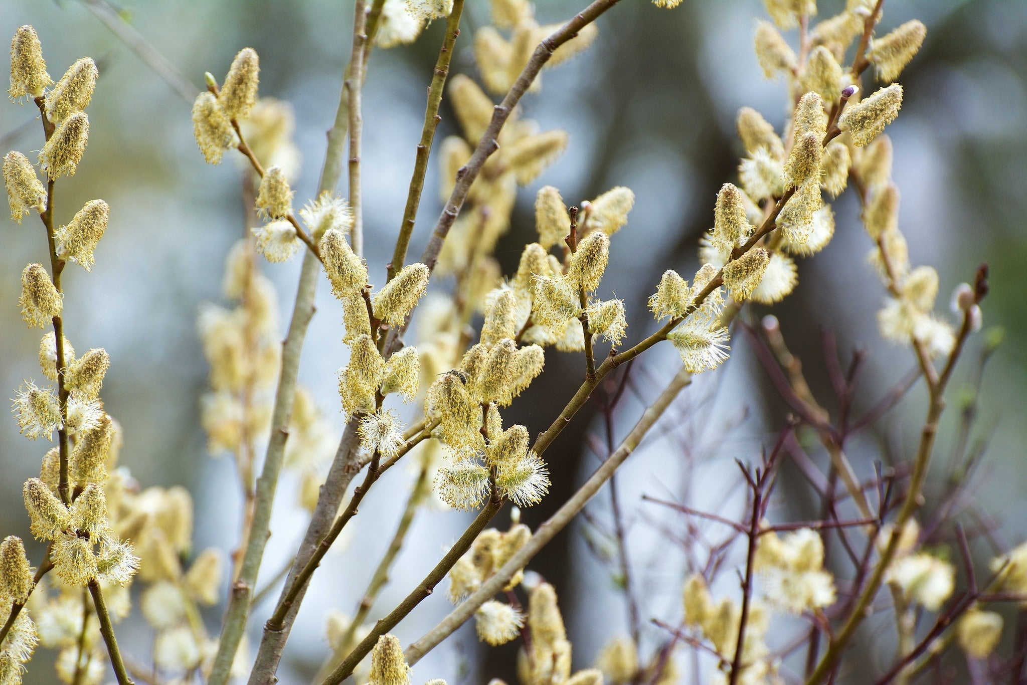 macro, branches, spring