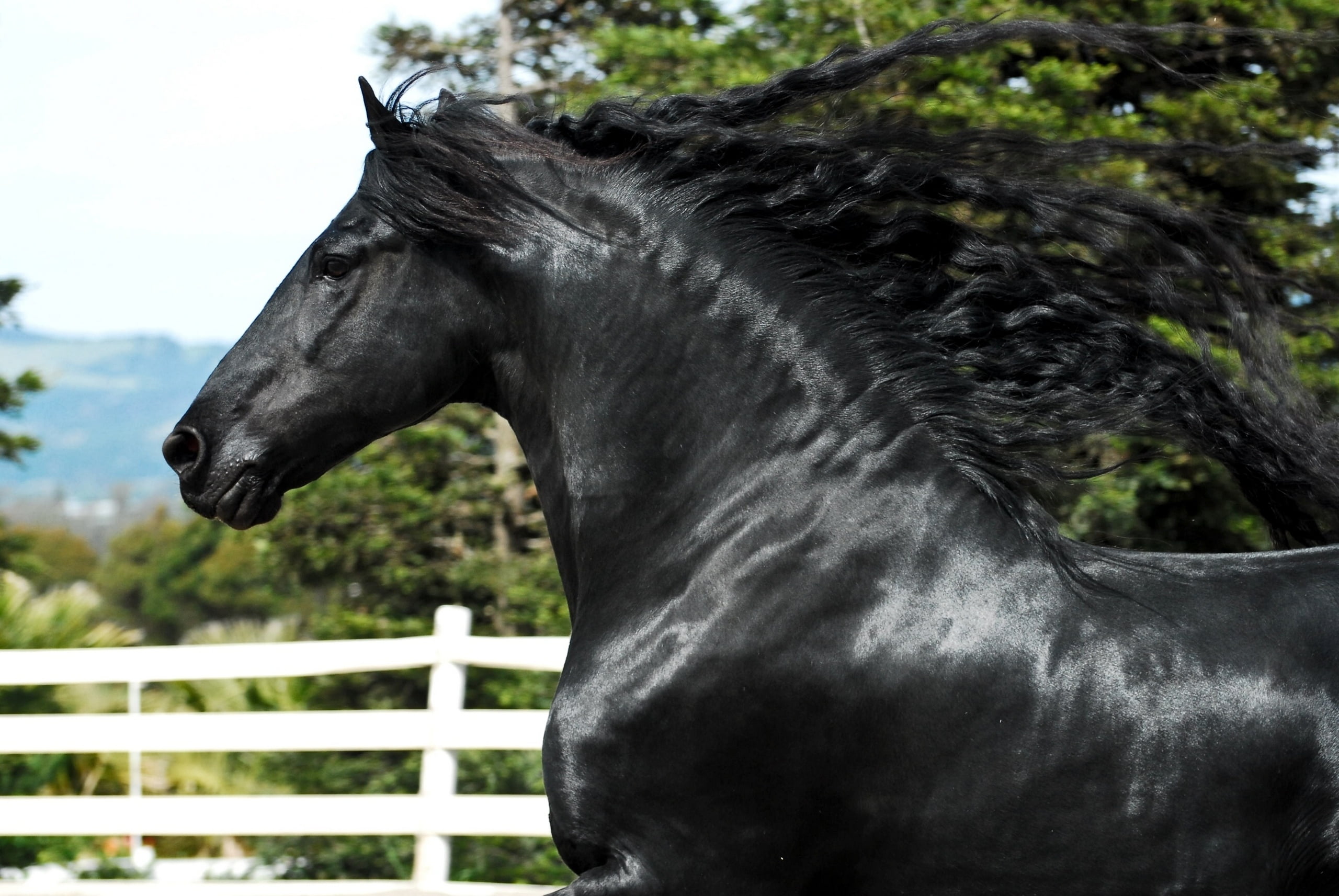 black horse, stallion, mane, animal, nature, mammal, mare, thoroughbred Horse