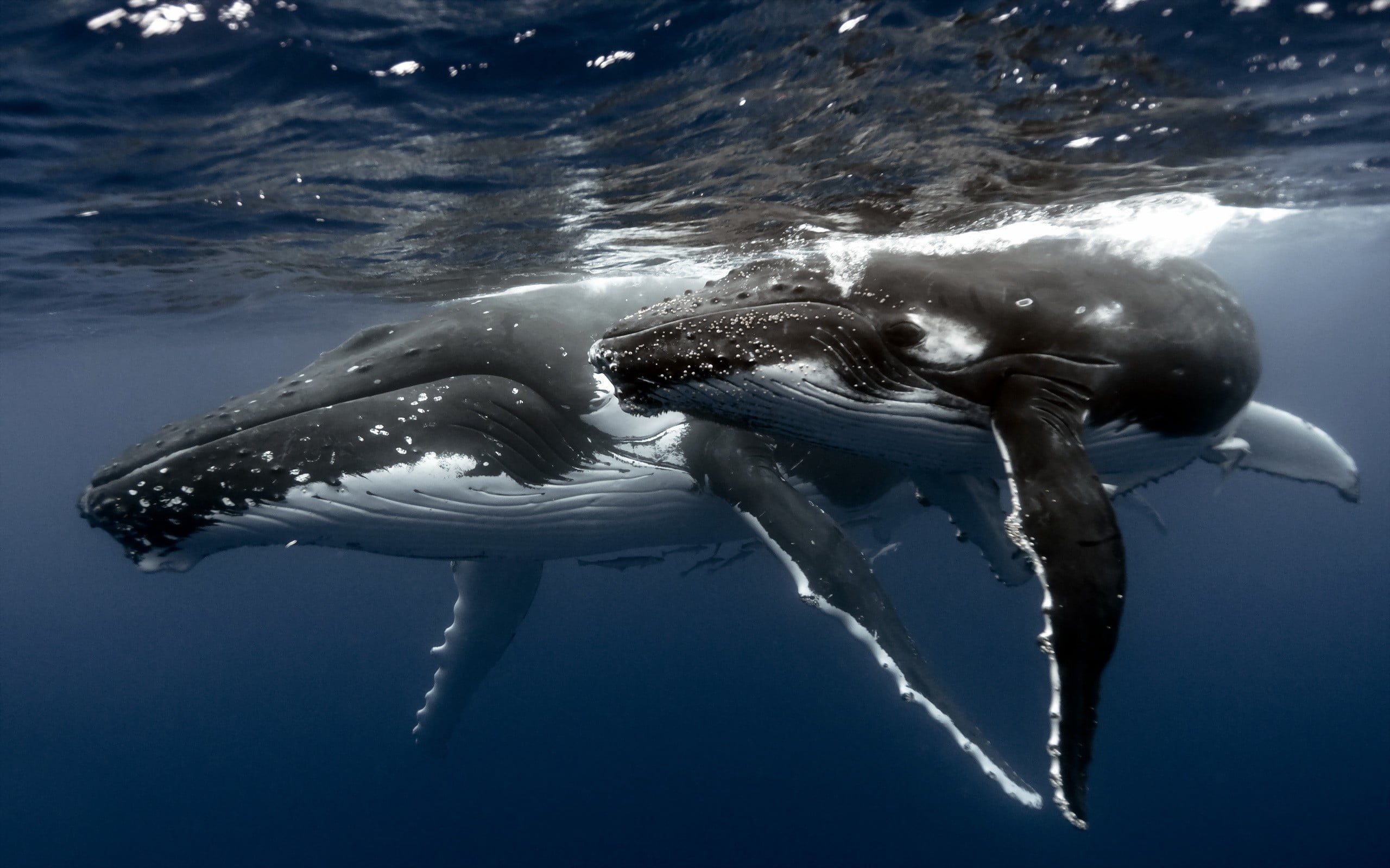 whale, underwater, humpback whale, animals, sea, animal themes